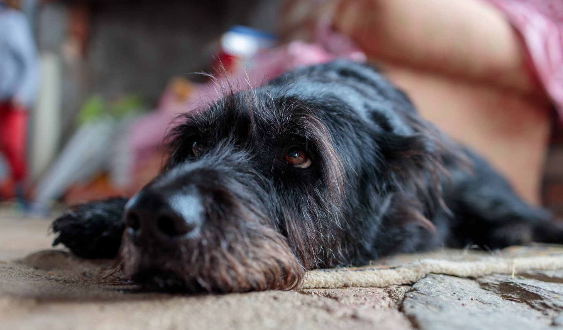 Old dog lies on the floor