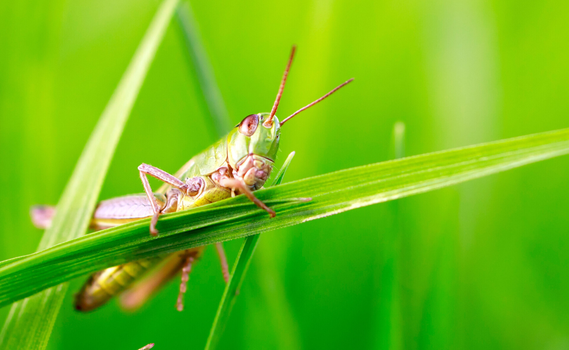 Green grasshopper macro photo