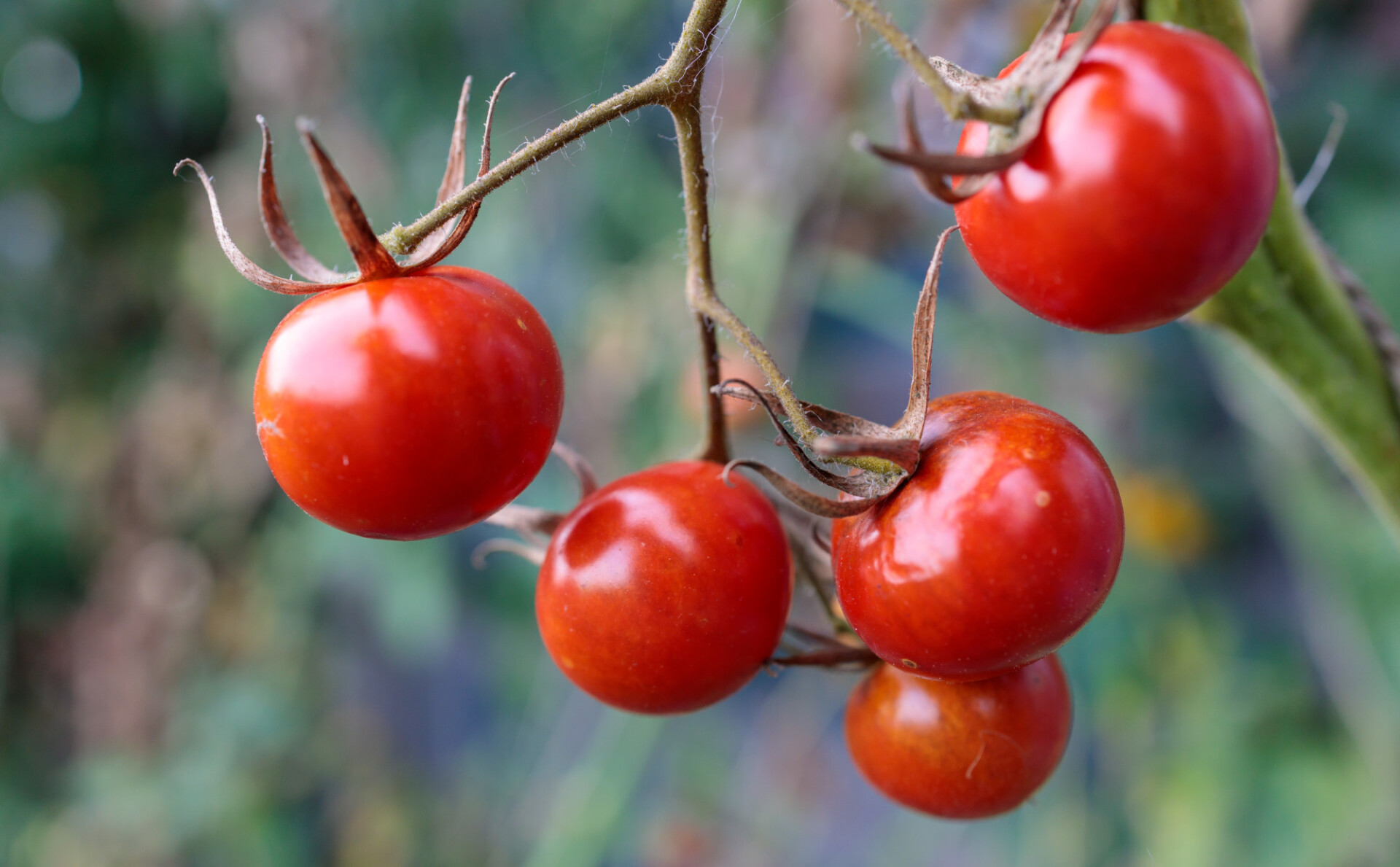 Ripe tomatoes