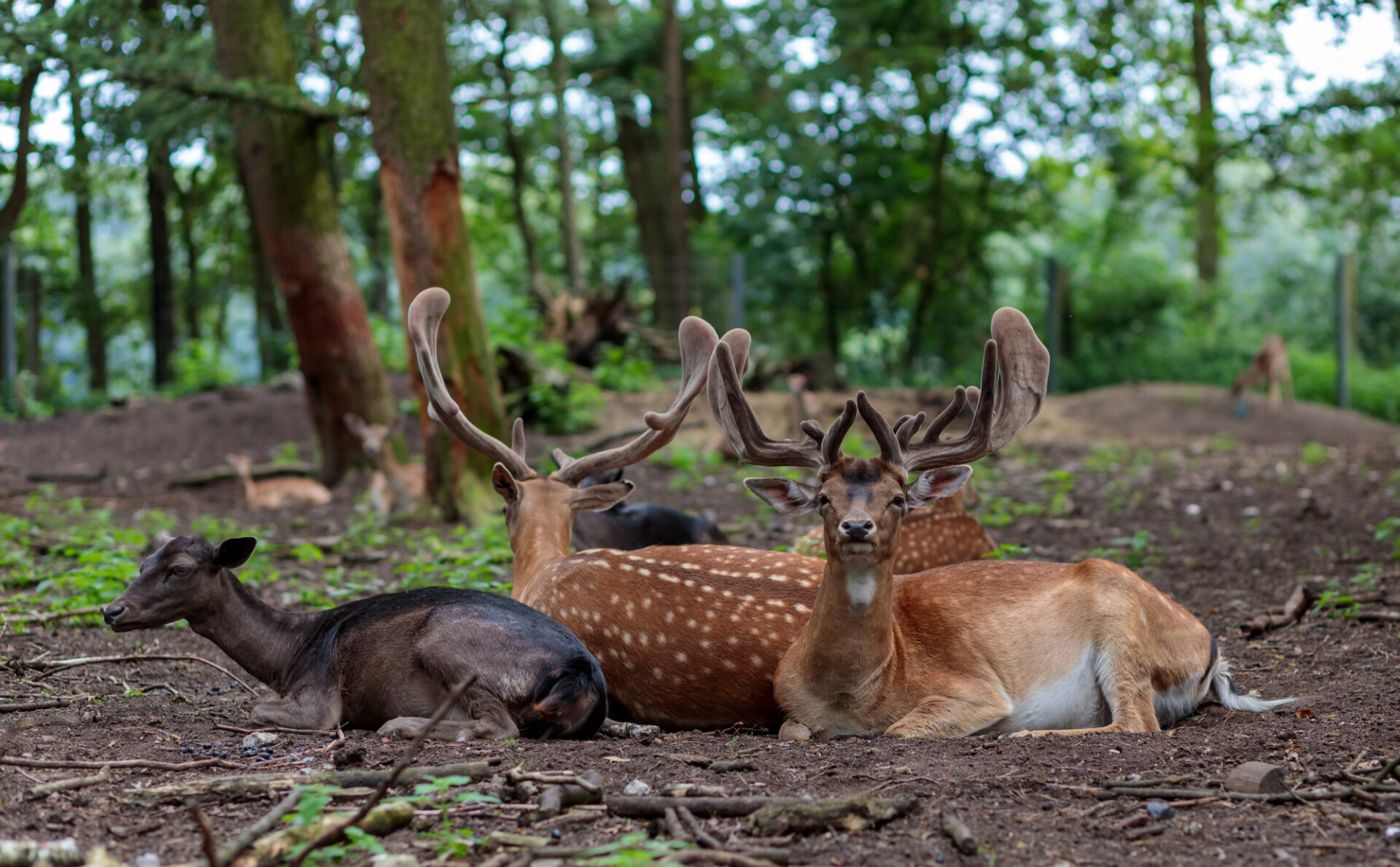 Herd of deer lying together on forest floor
