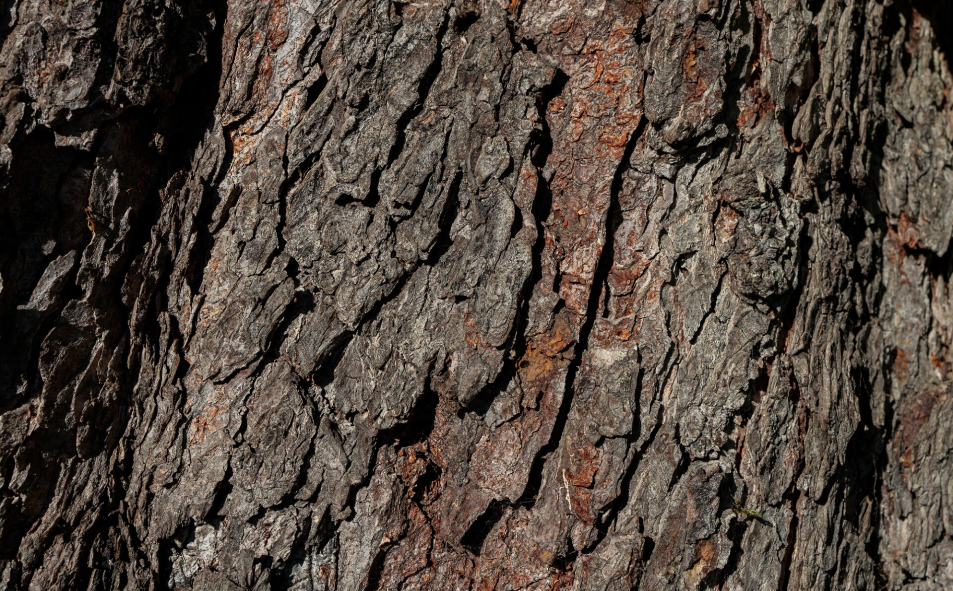 Bark of a chestnut tree