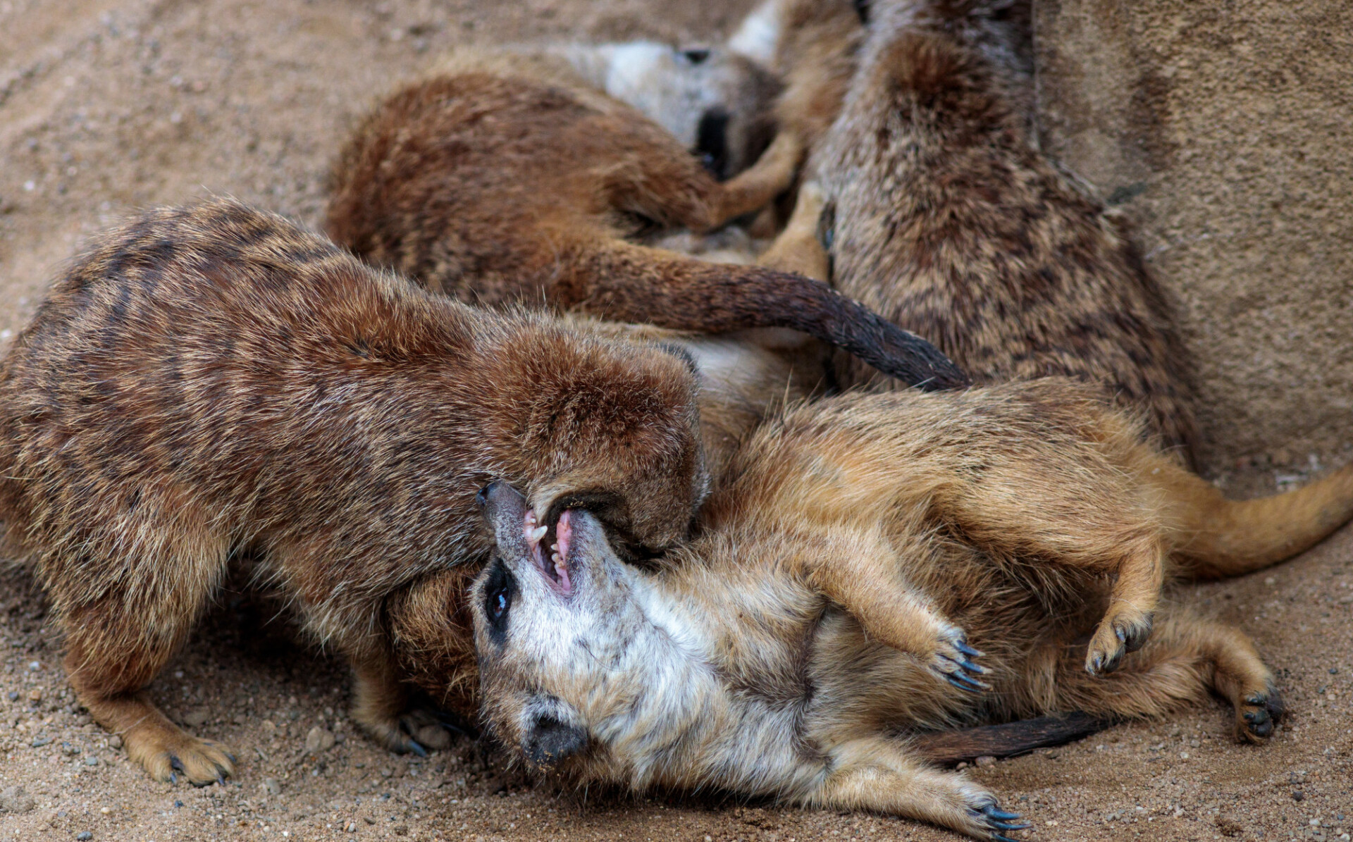 Meerkats romp with each other