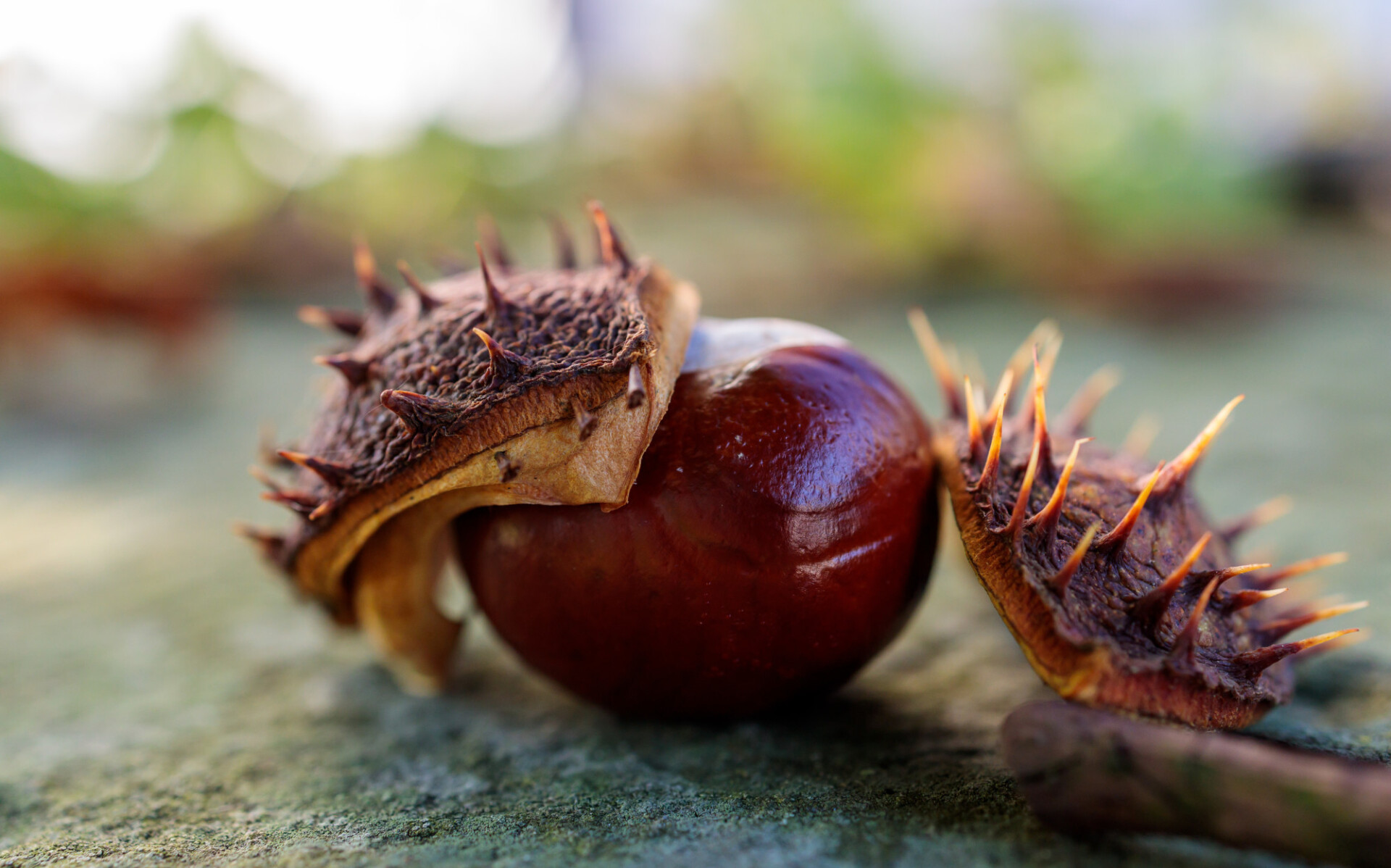 Chestnut on the ground in autumn