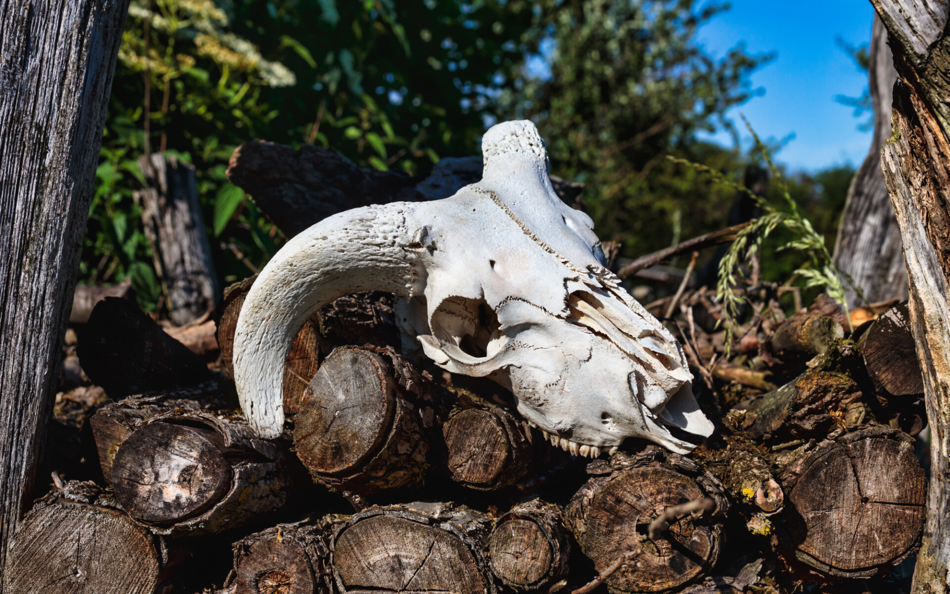 Skull of a sheep