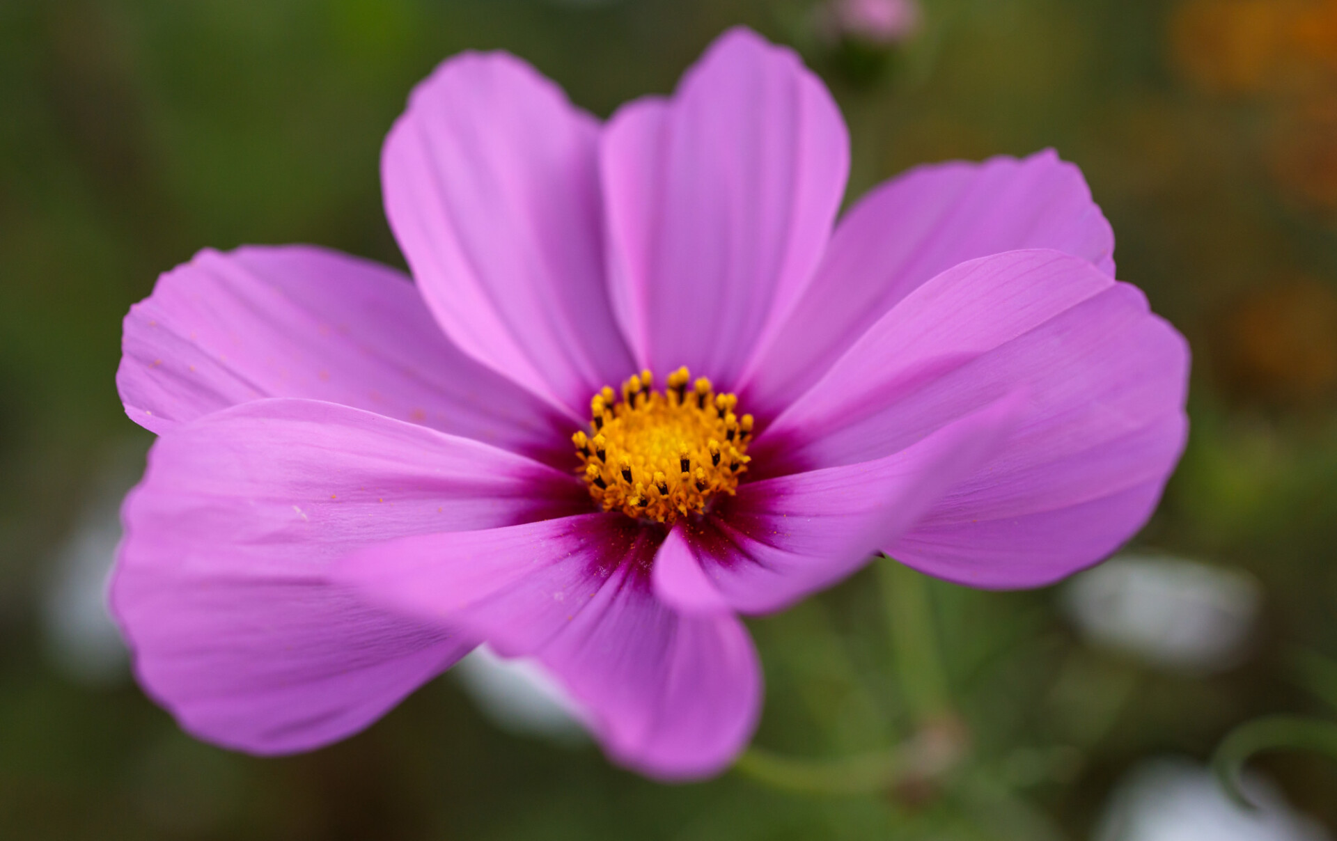 Garden Cosmos