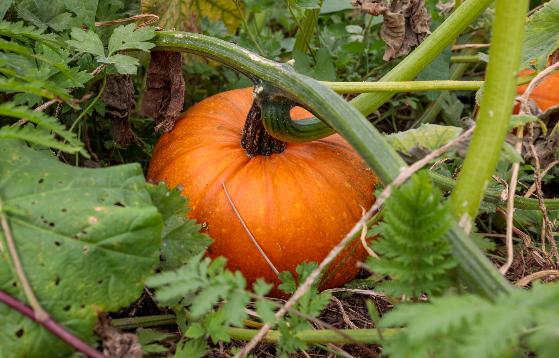 Orange Pumpkin