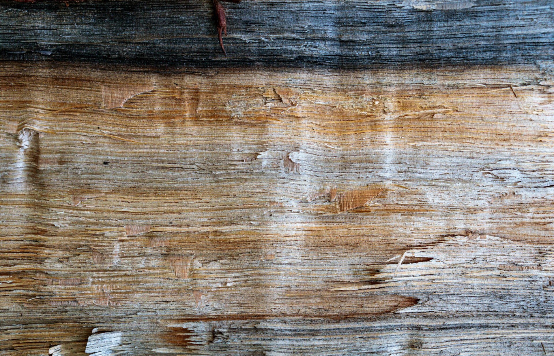 Grunge natural wood texture