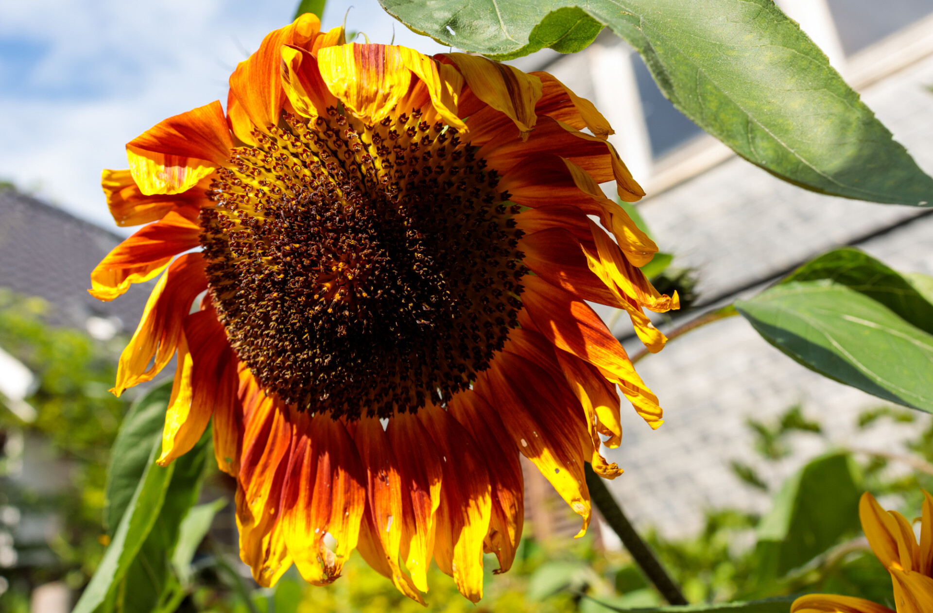 Yellow red sunflower in the garden