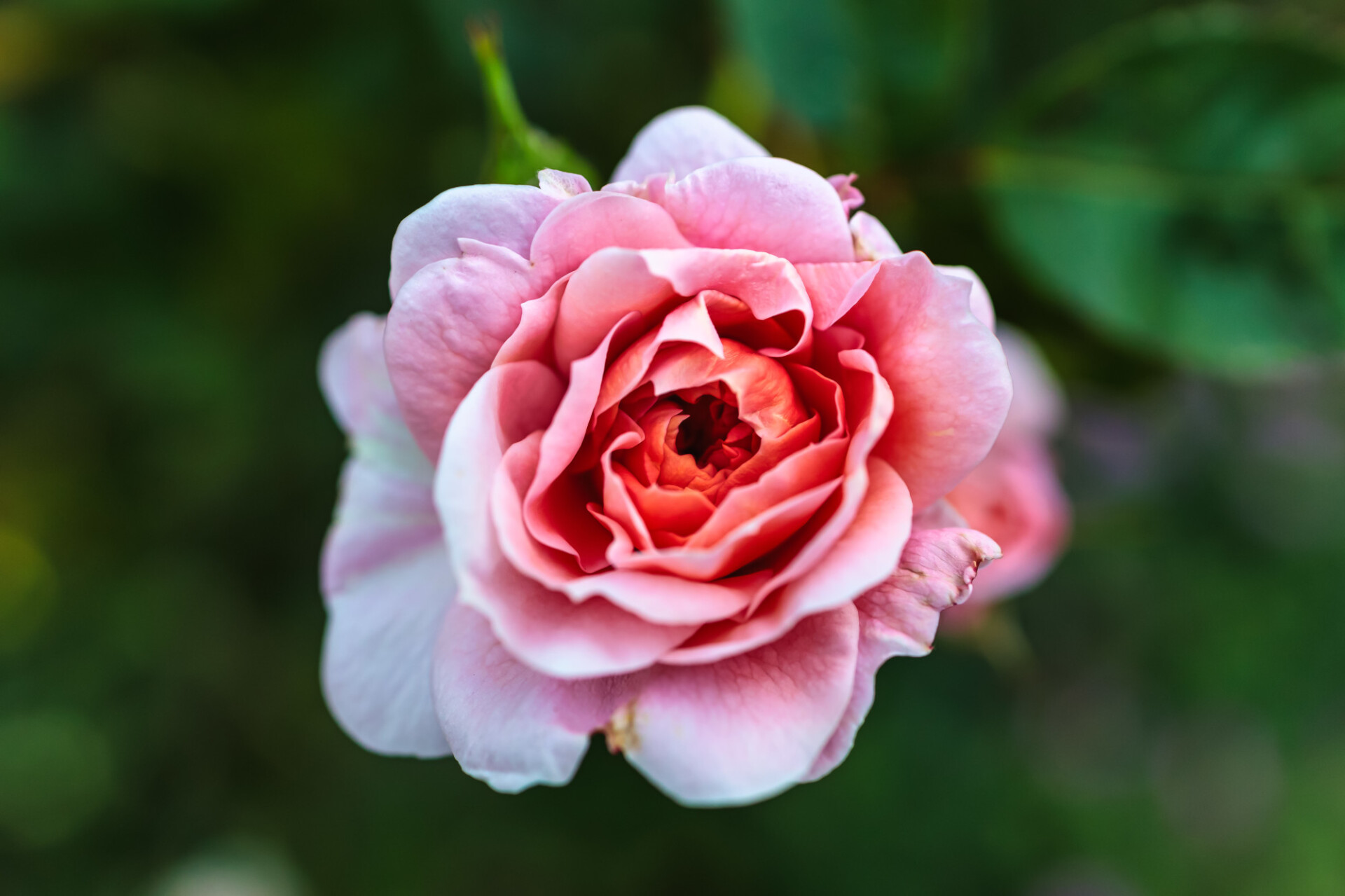 Pink Garden Rose