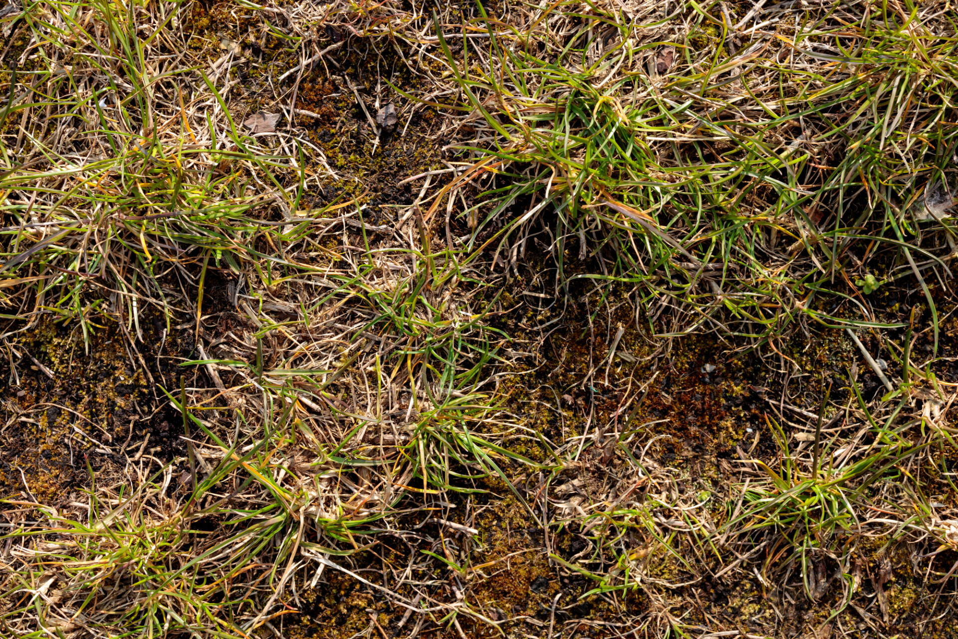 grass texture