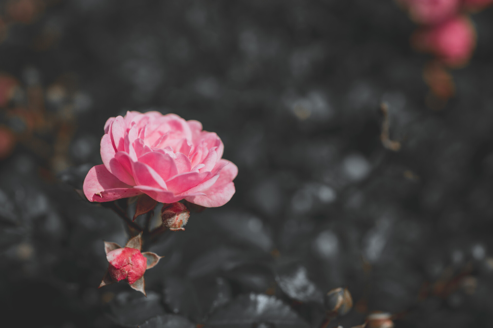 Focus on pink rose