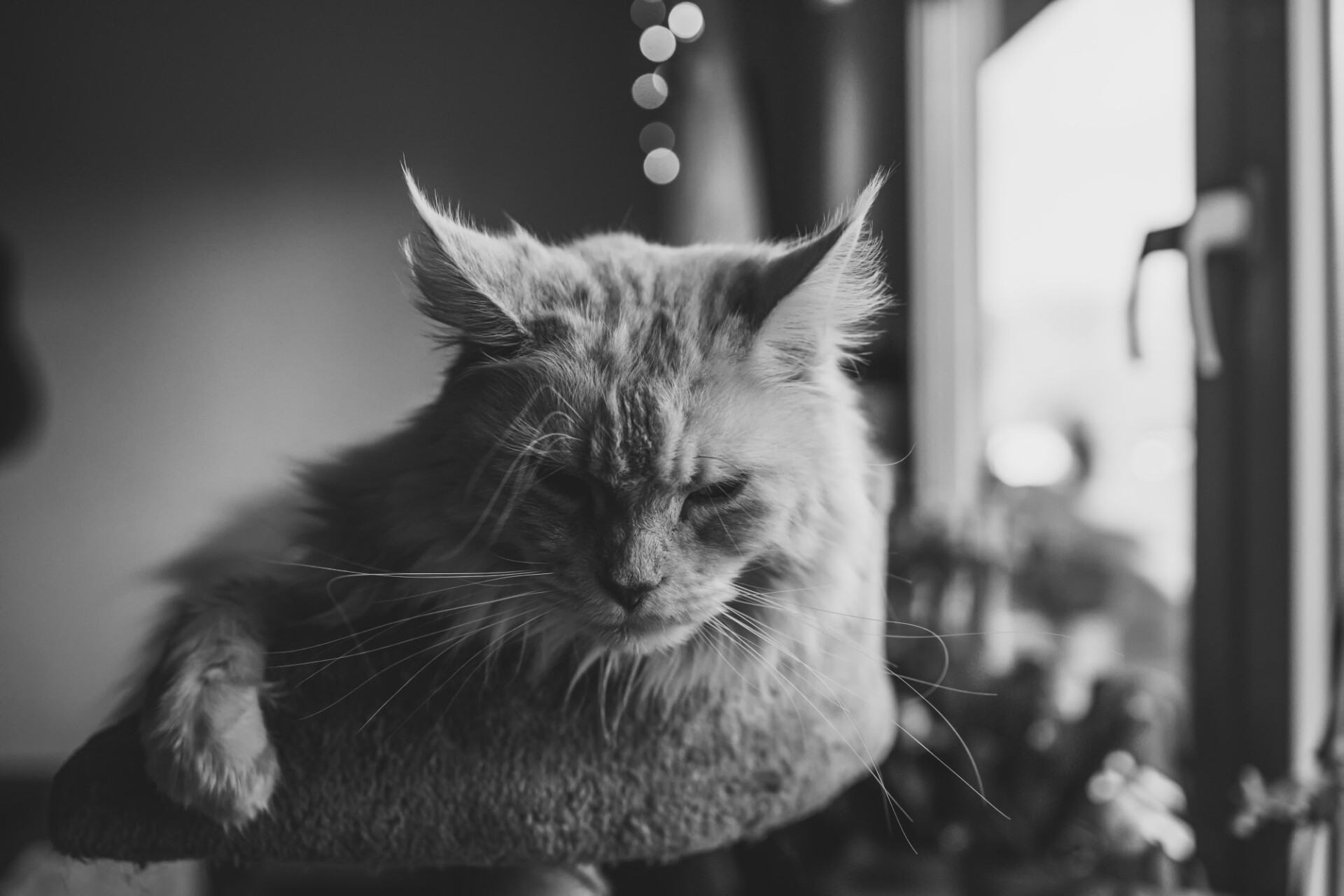 Cat lies on scratching post