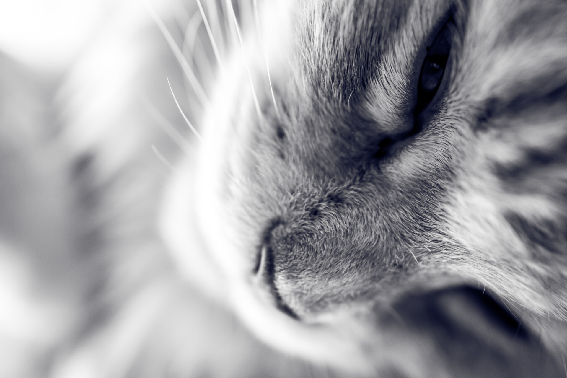 maine coon cat has snuggled up black and white