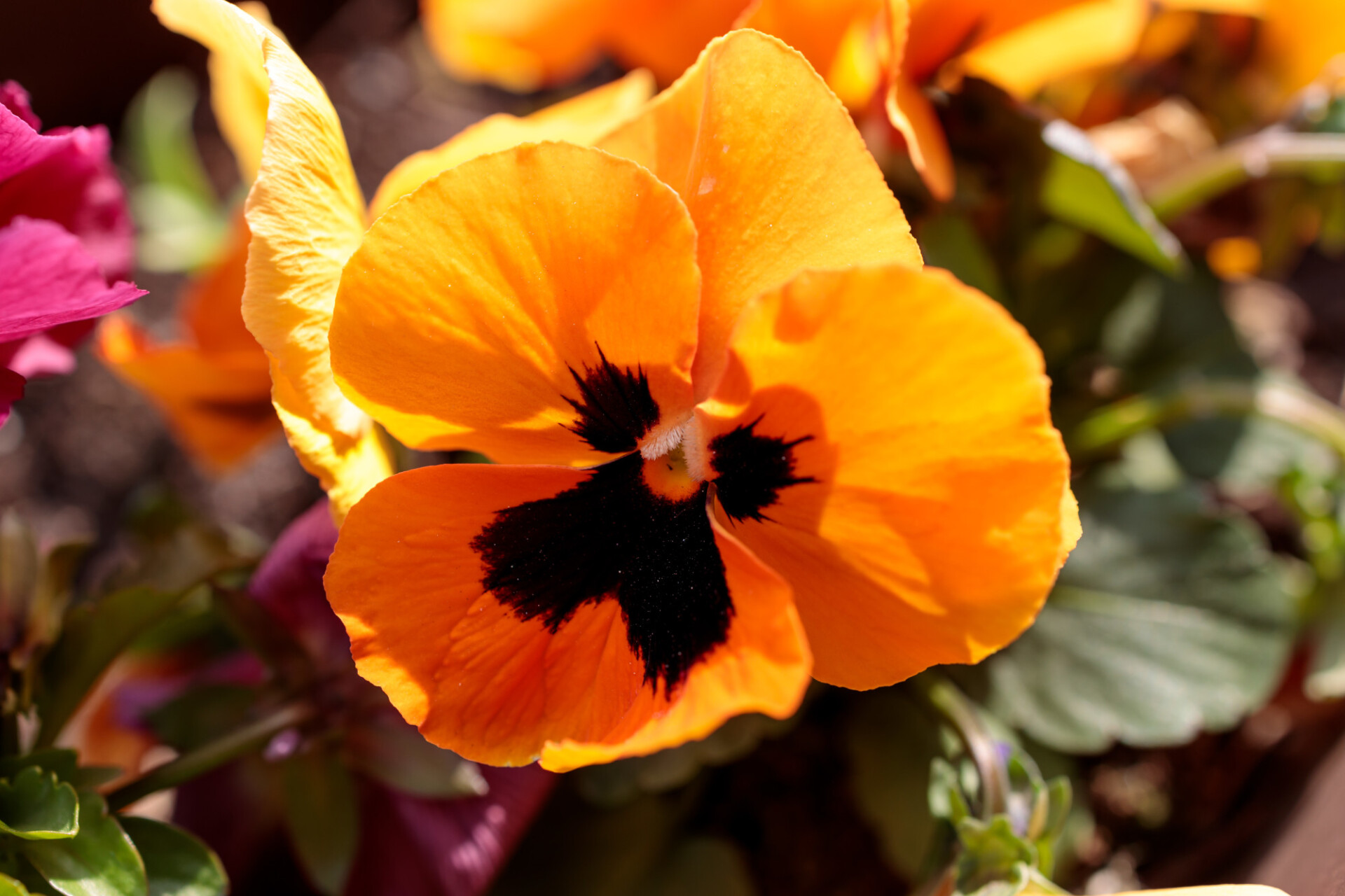 orange pansy flower