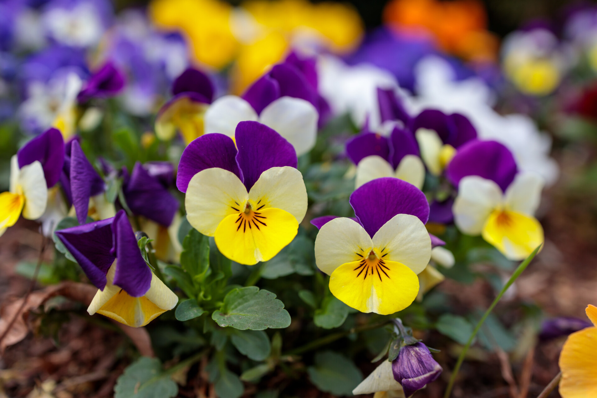 Colorful Viola Flowers