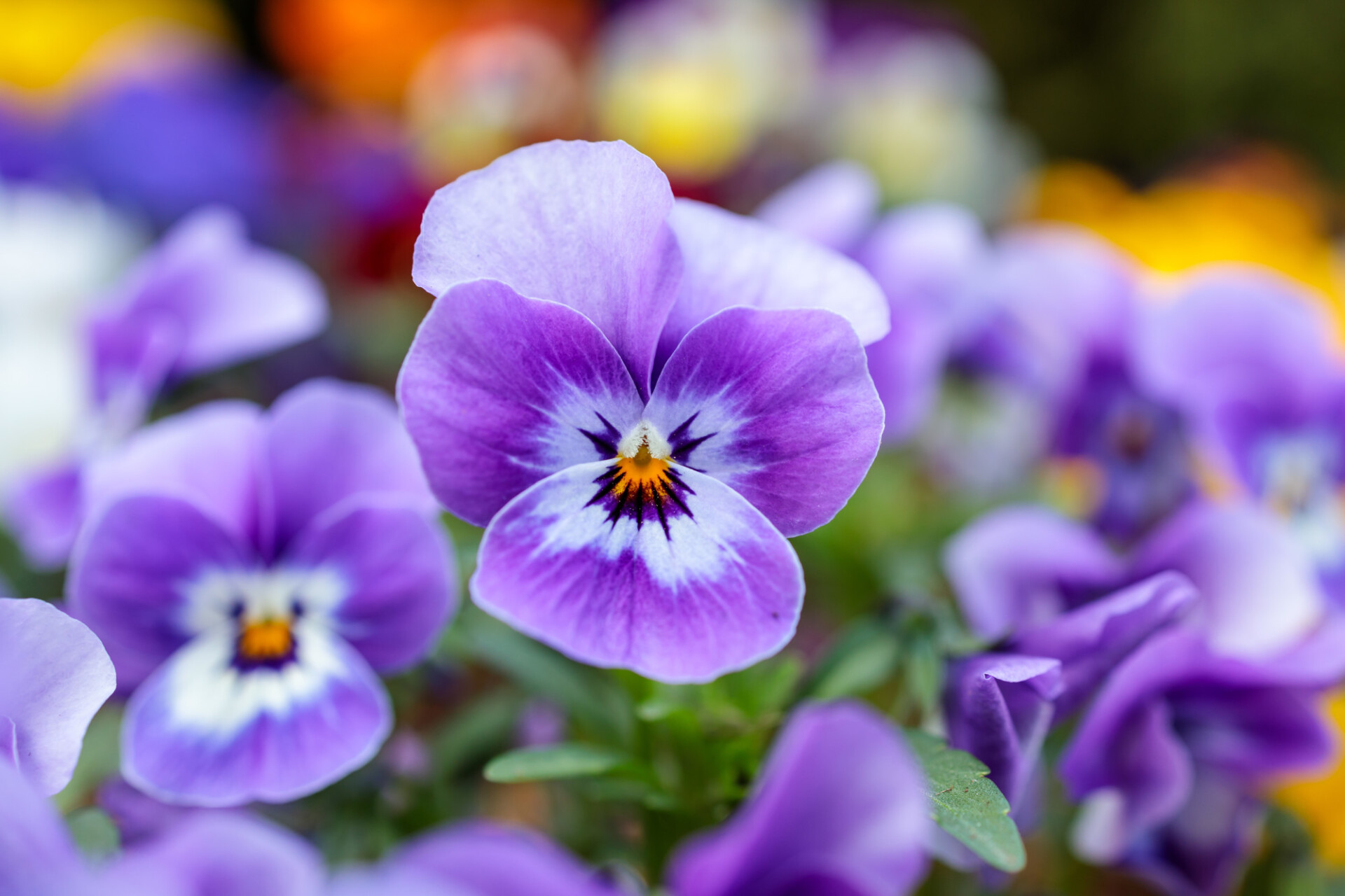 Purple and white viola flowers