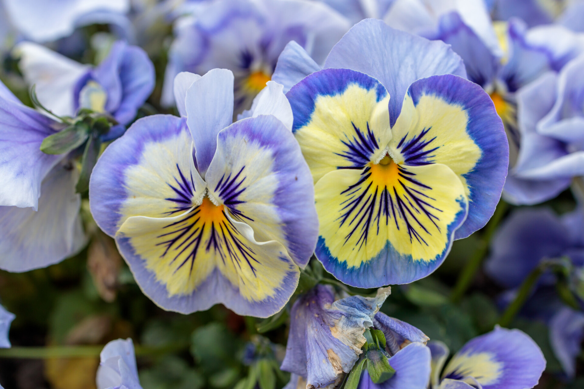 Yellow and purple viola flowers