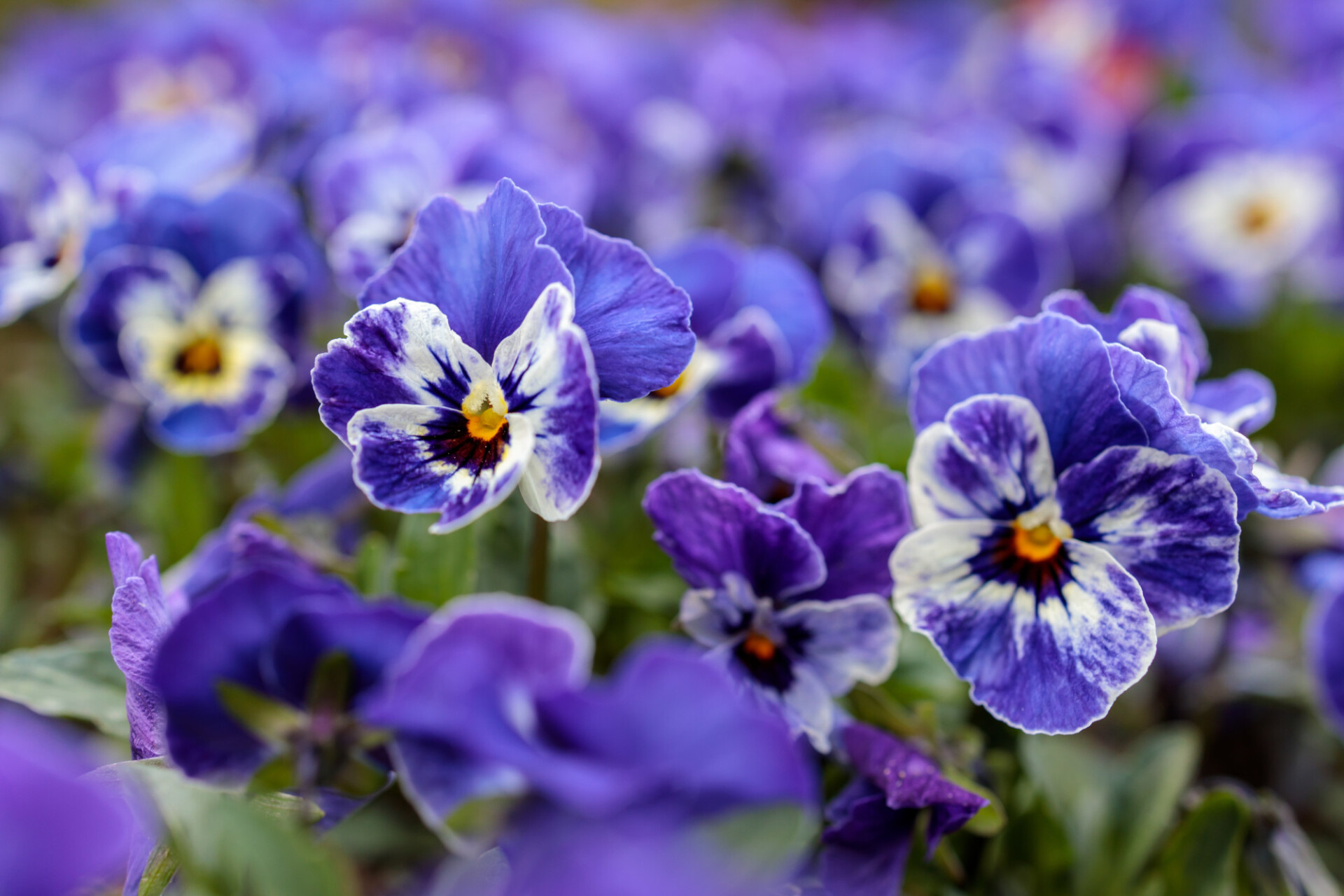 white and dark purple viola flowers