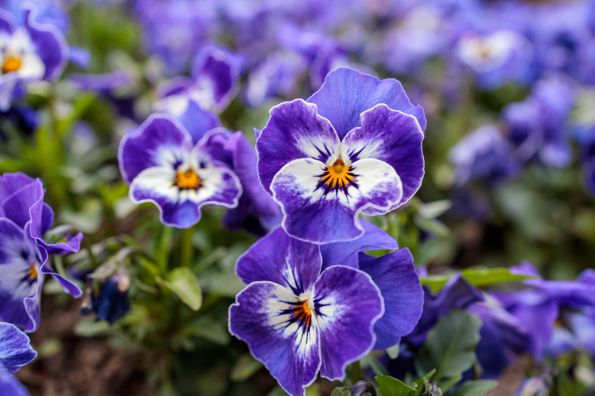 purple viola flowers in april