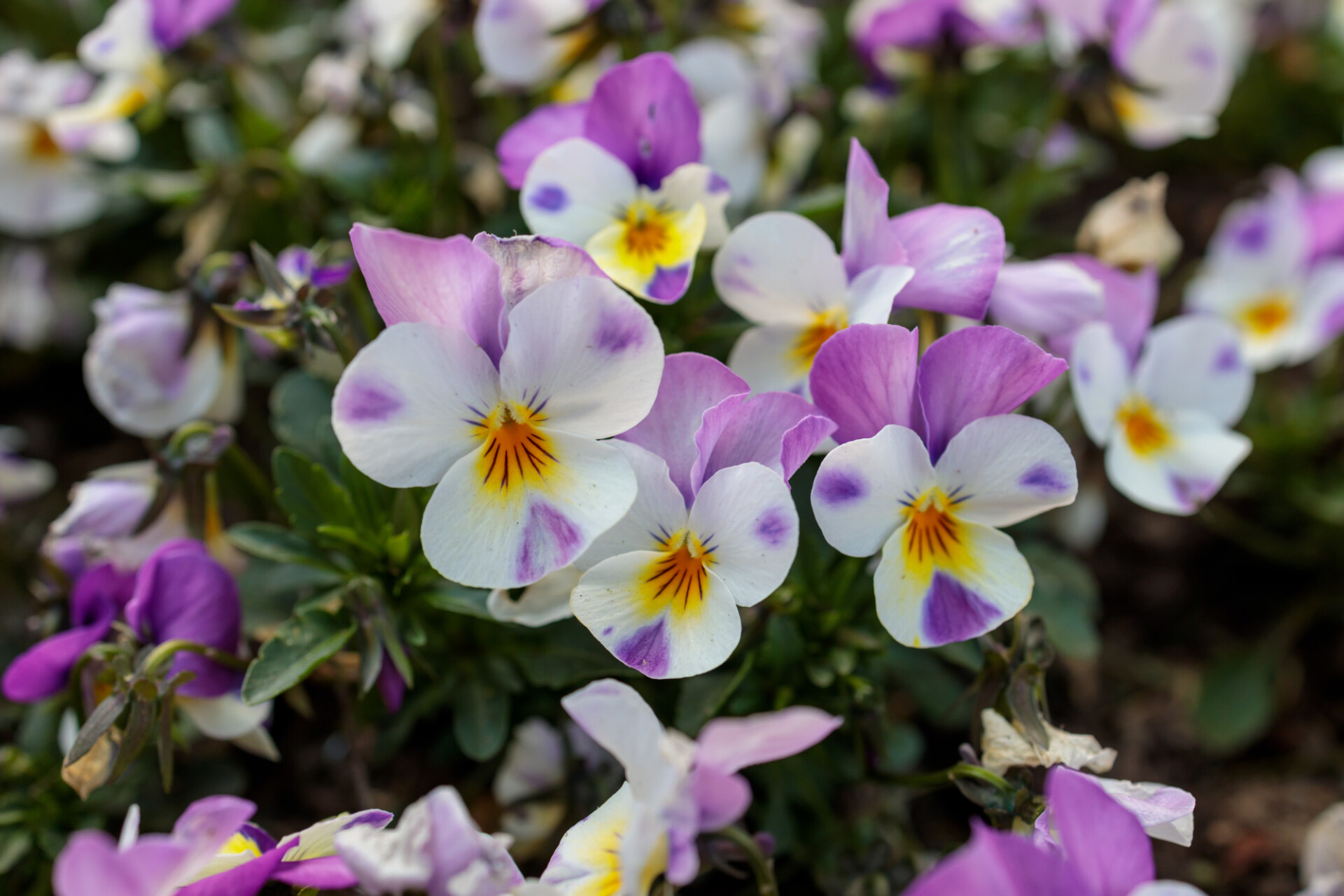 White yellow and pinkish viola flowers