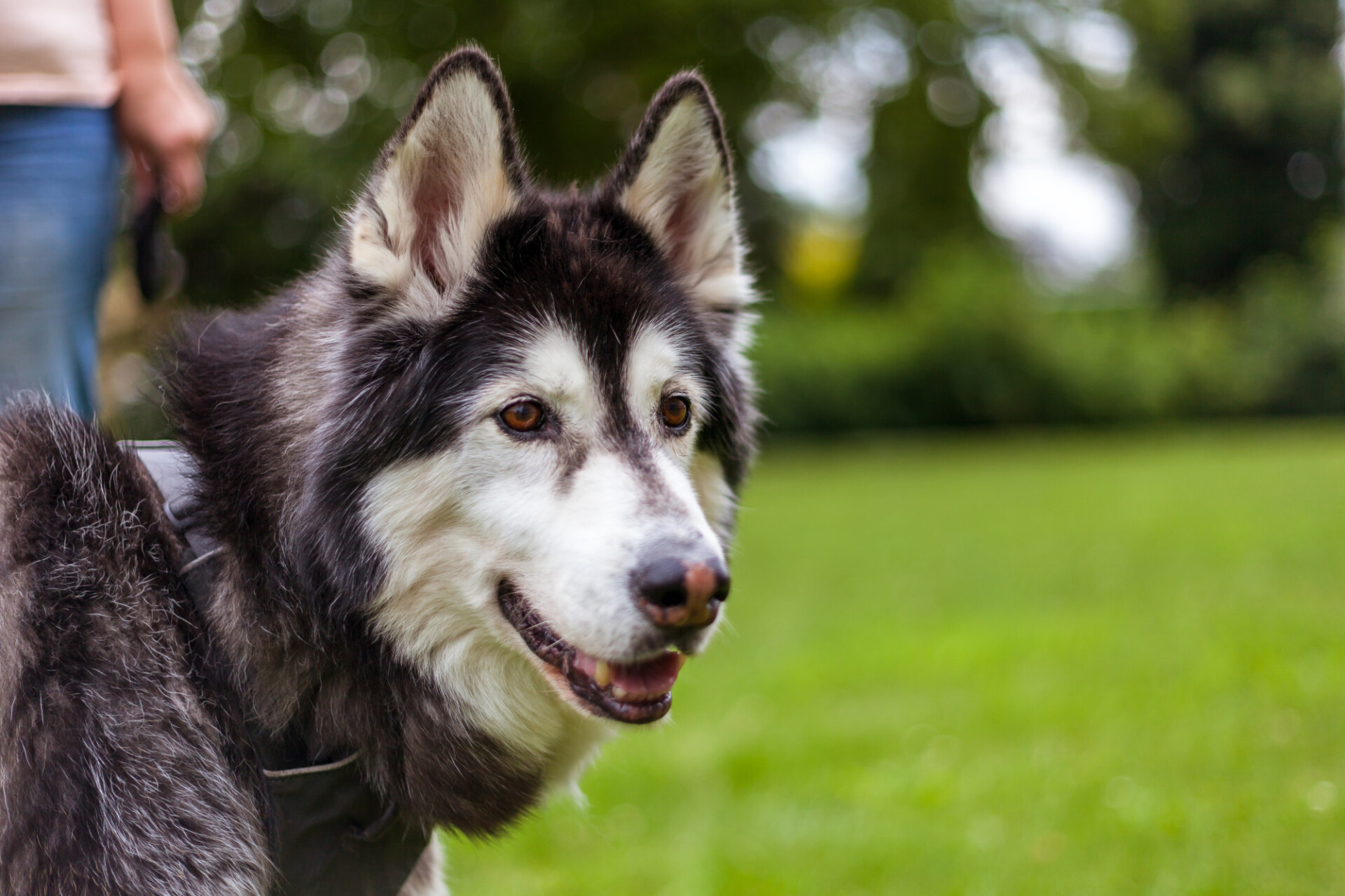 Siberian Husky Portrait