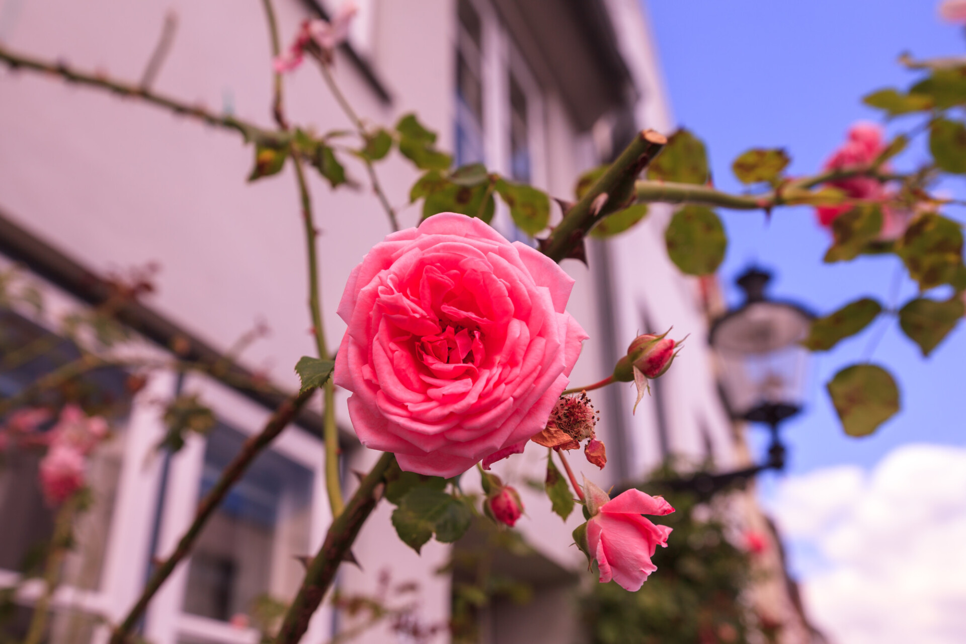 Pink Rose in a Garden