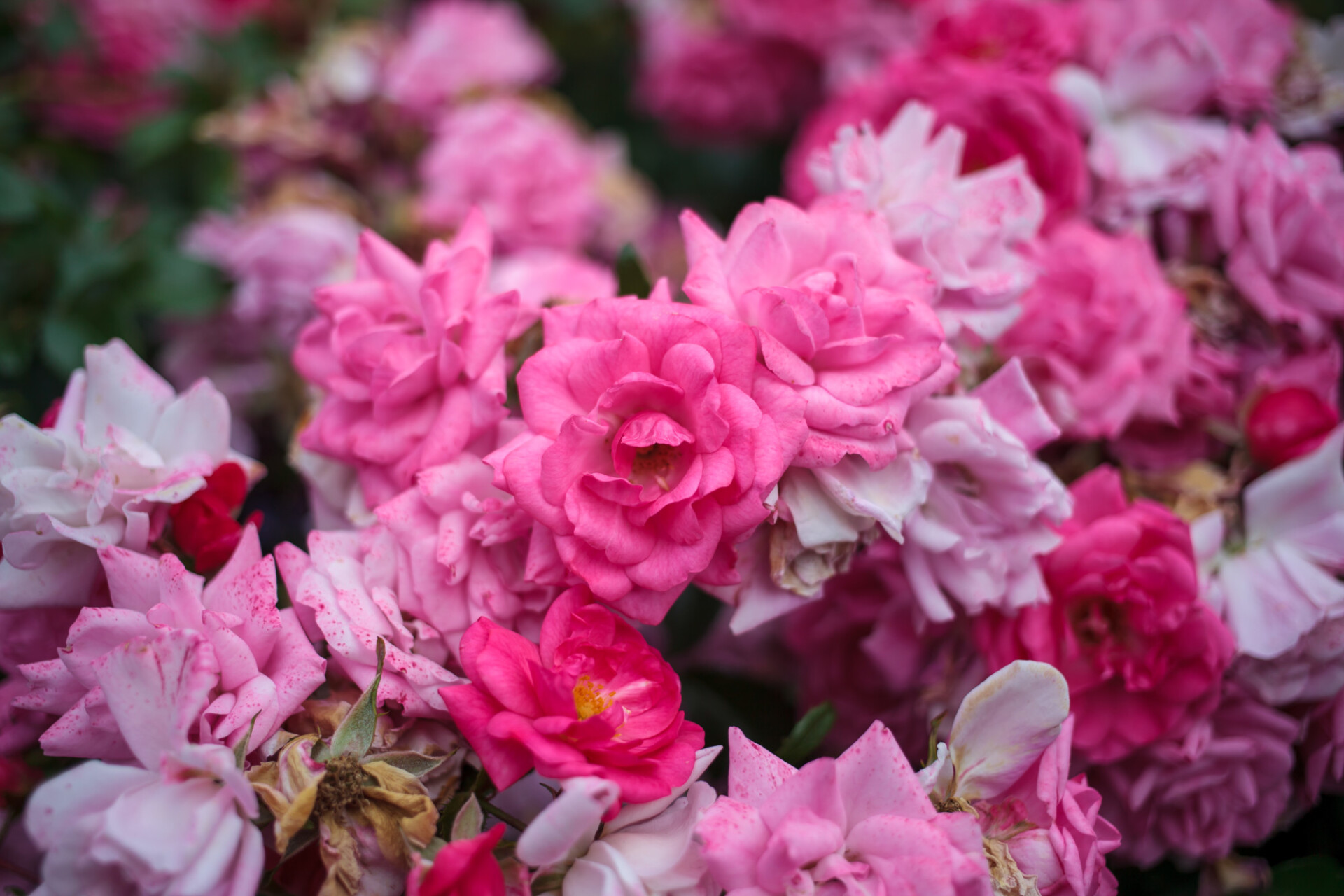 Pink Roses