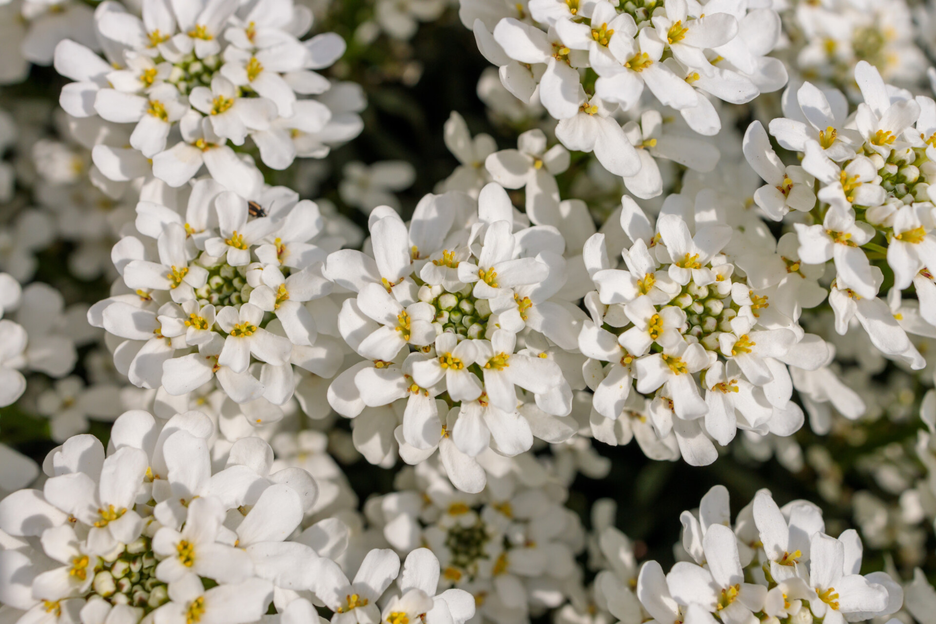 White Evergreen Candytuft Flower Background