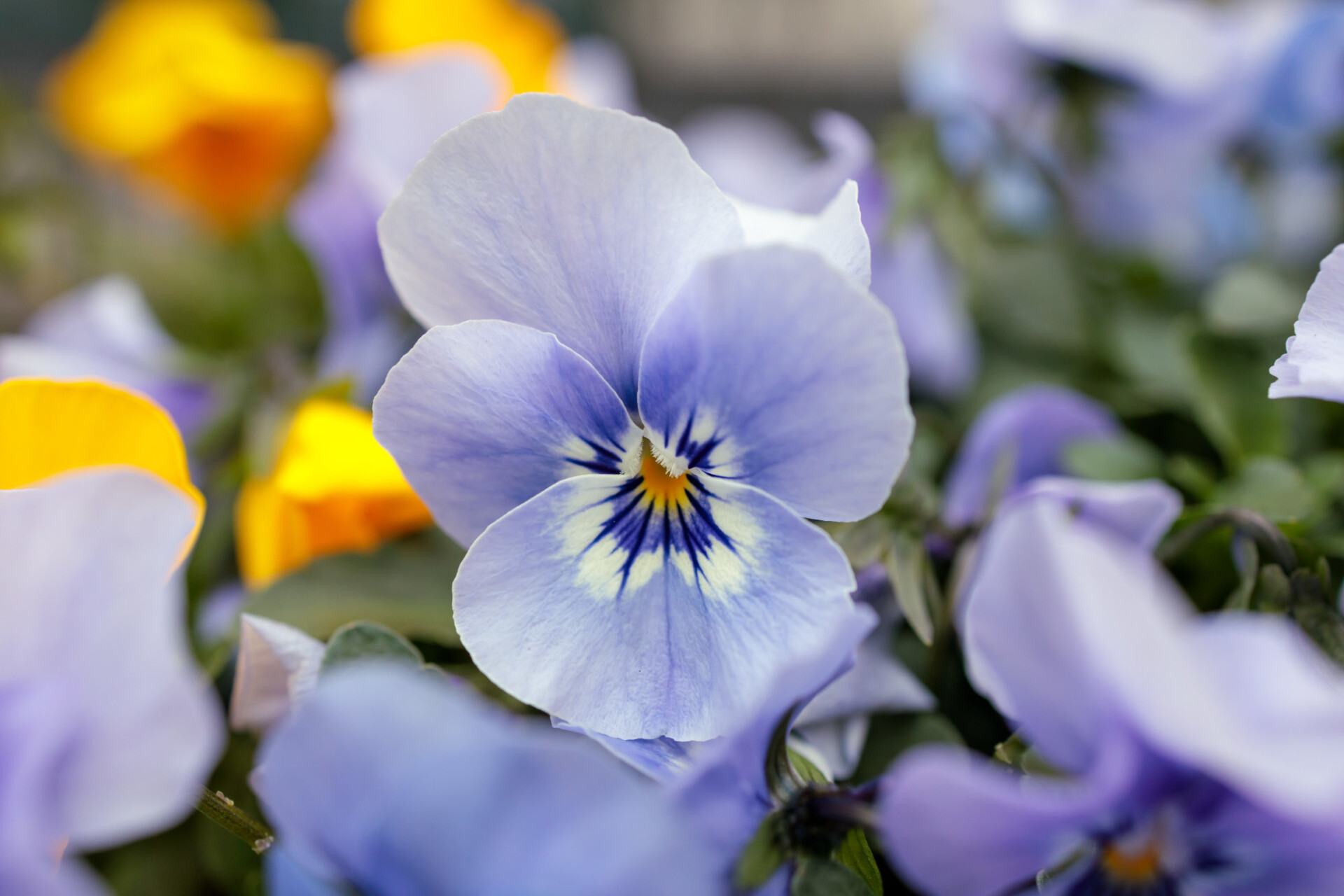 blue pansy flower