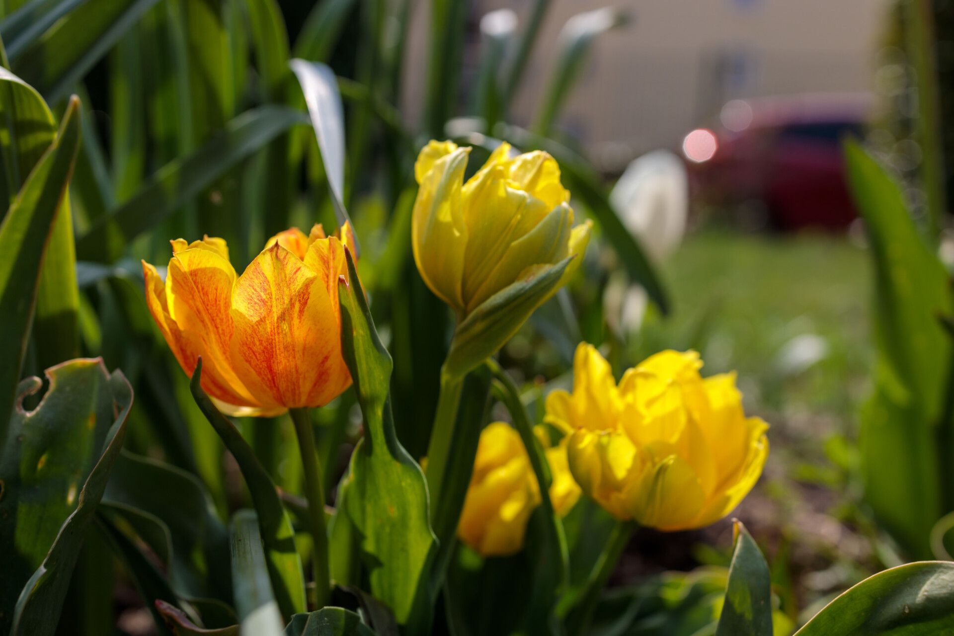 Some yellow tulips in a garden