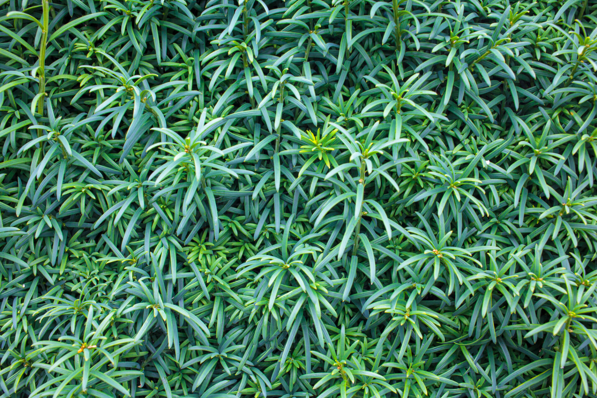 green nature leaves background