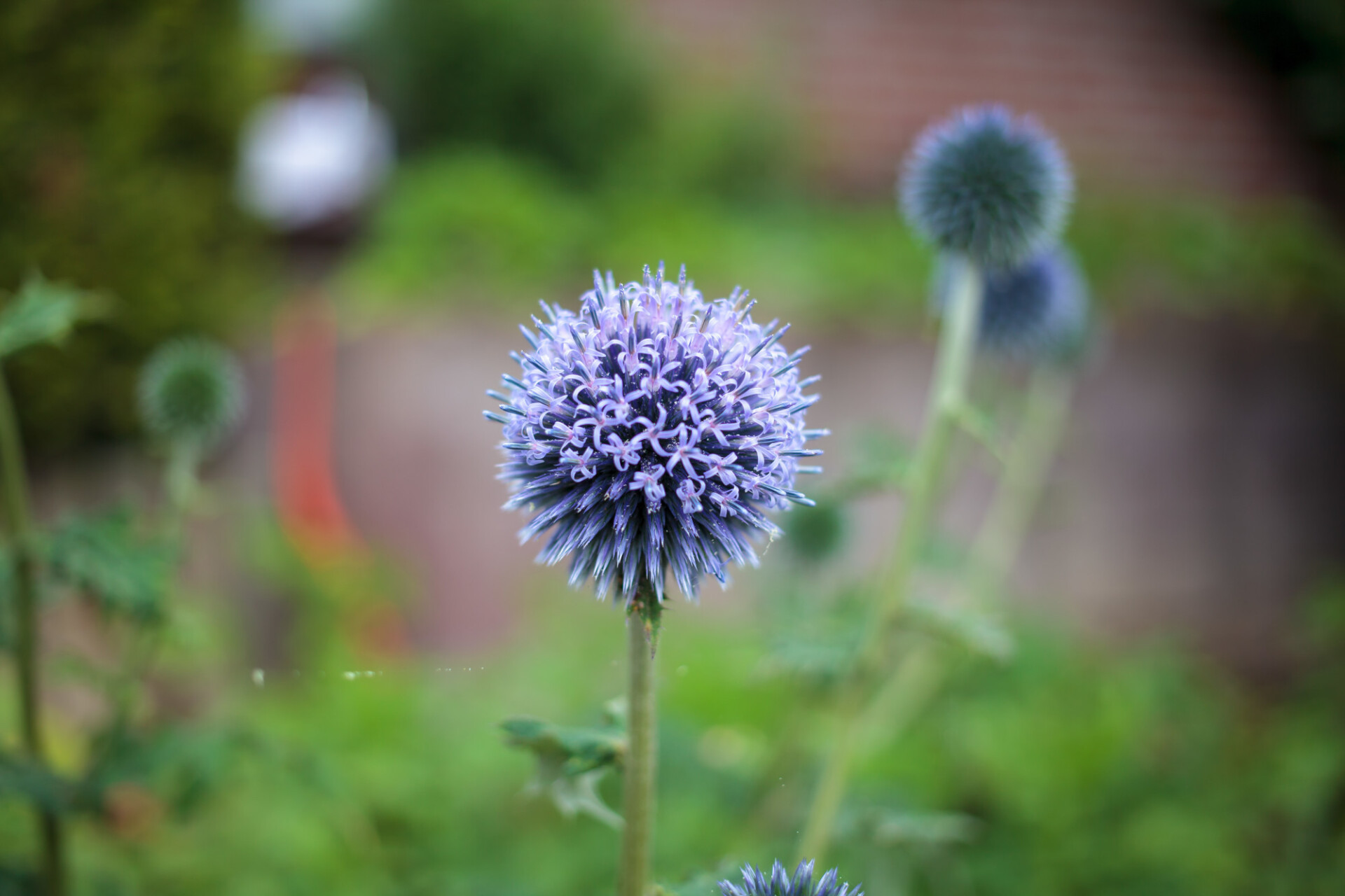 Echinops ritro