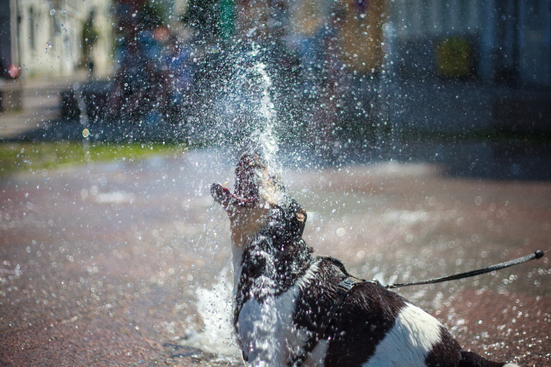 Dog plays with the water from a fountain in summer