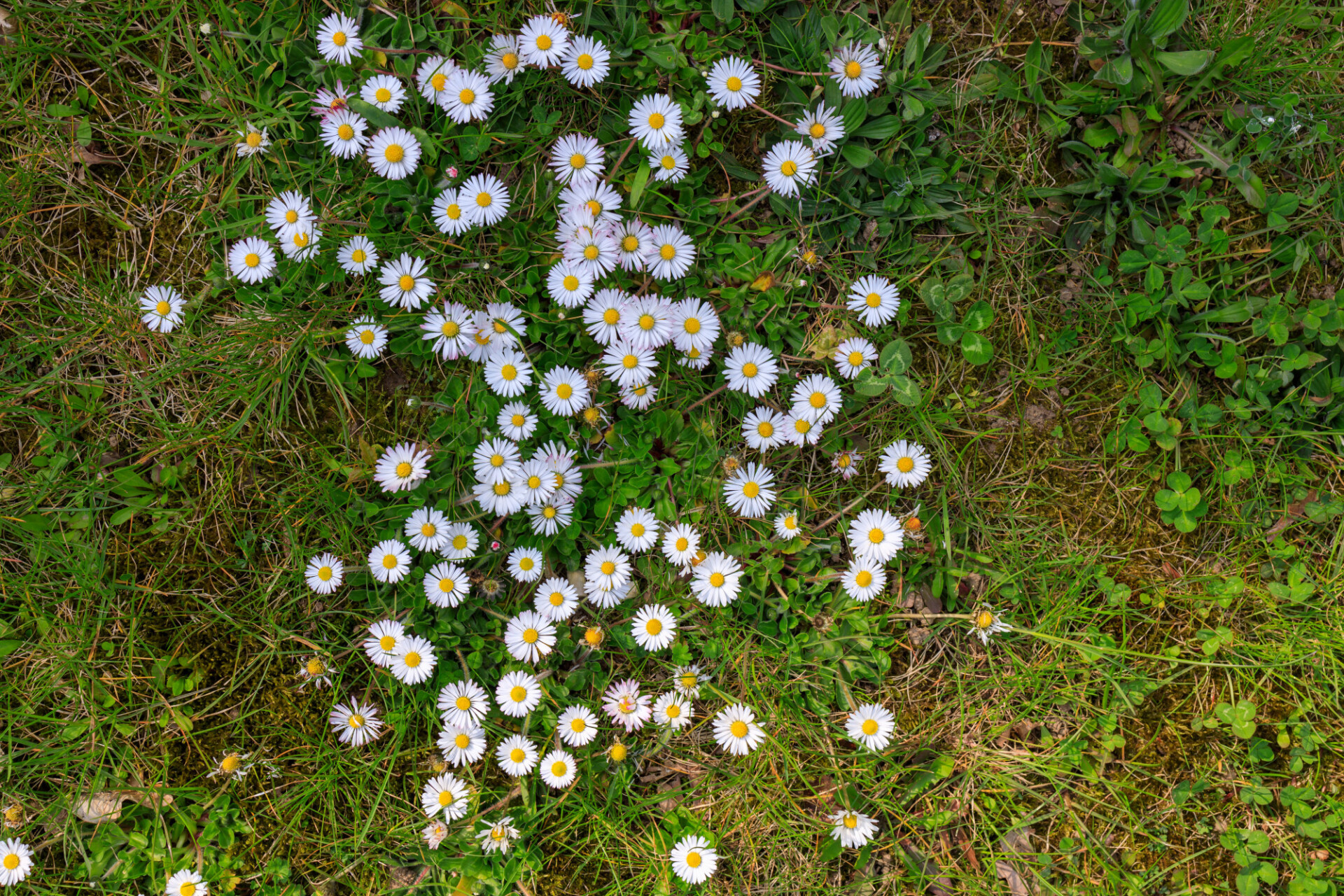 meadow daisy texture