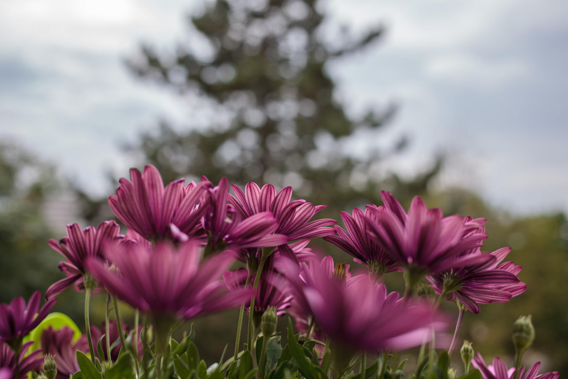 Purple Aster Flowers