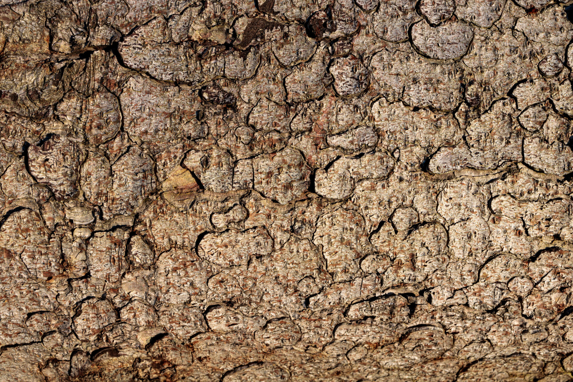 bark texture