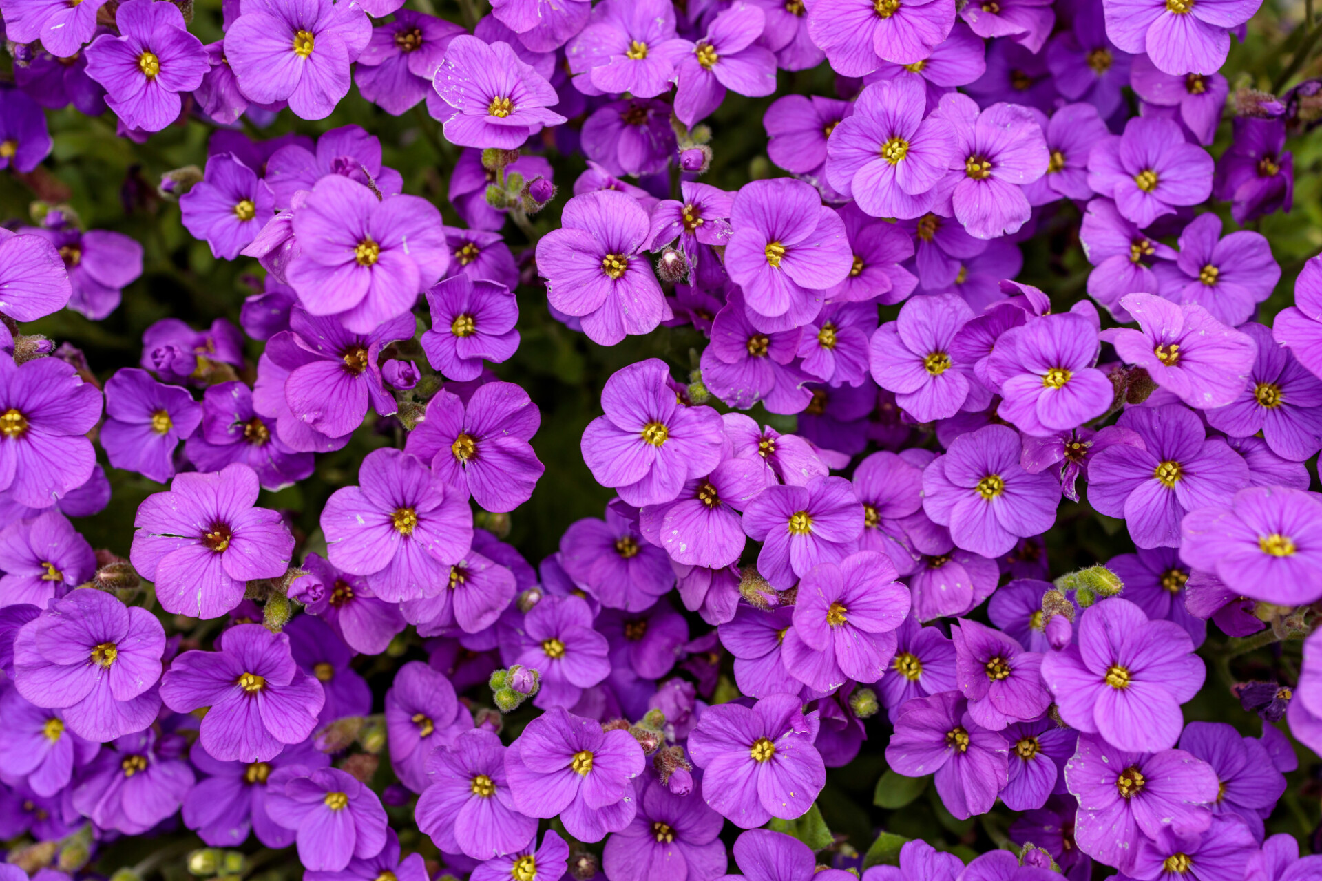 Aubrieta Violet Flowers Background