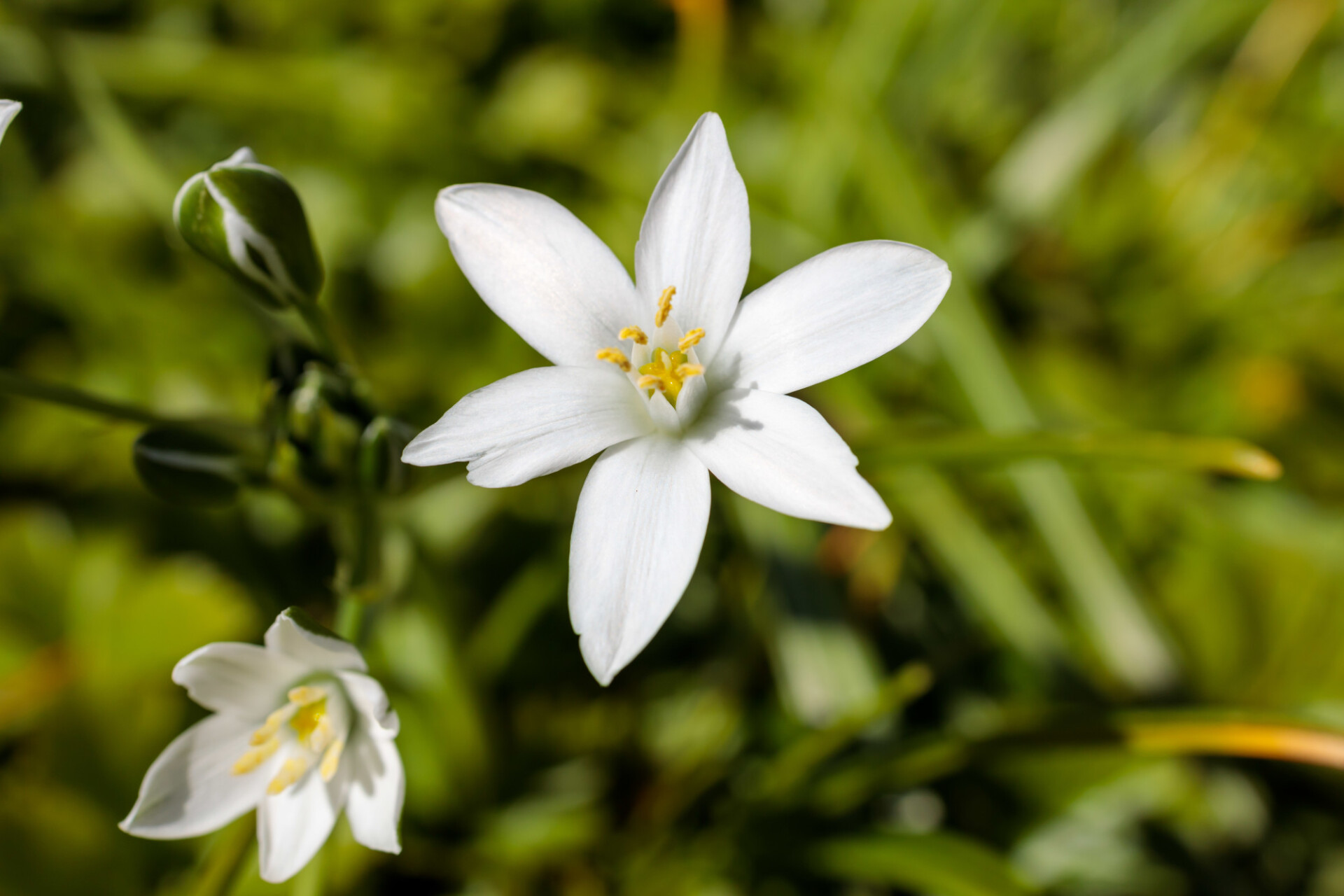 Yellow Rain Lily