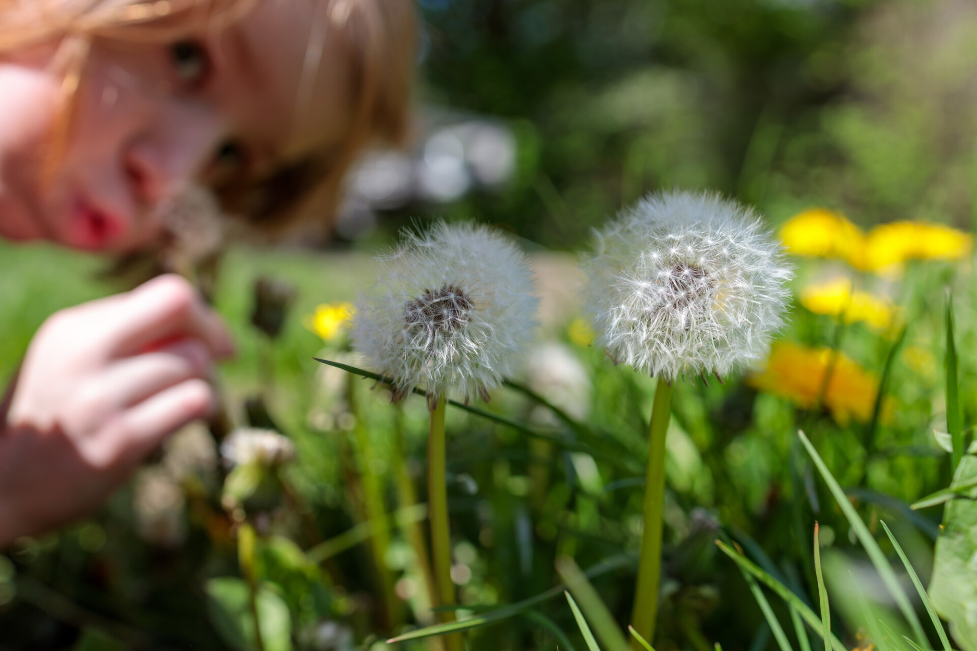 Children love dandelions