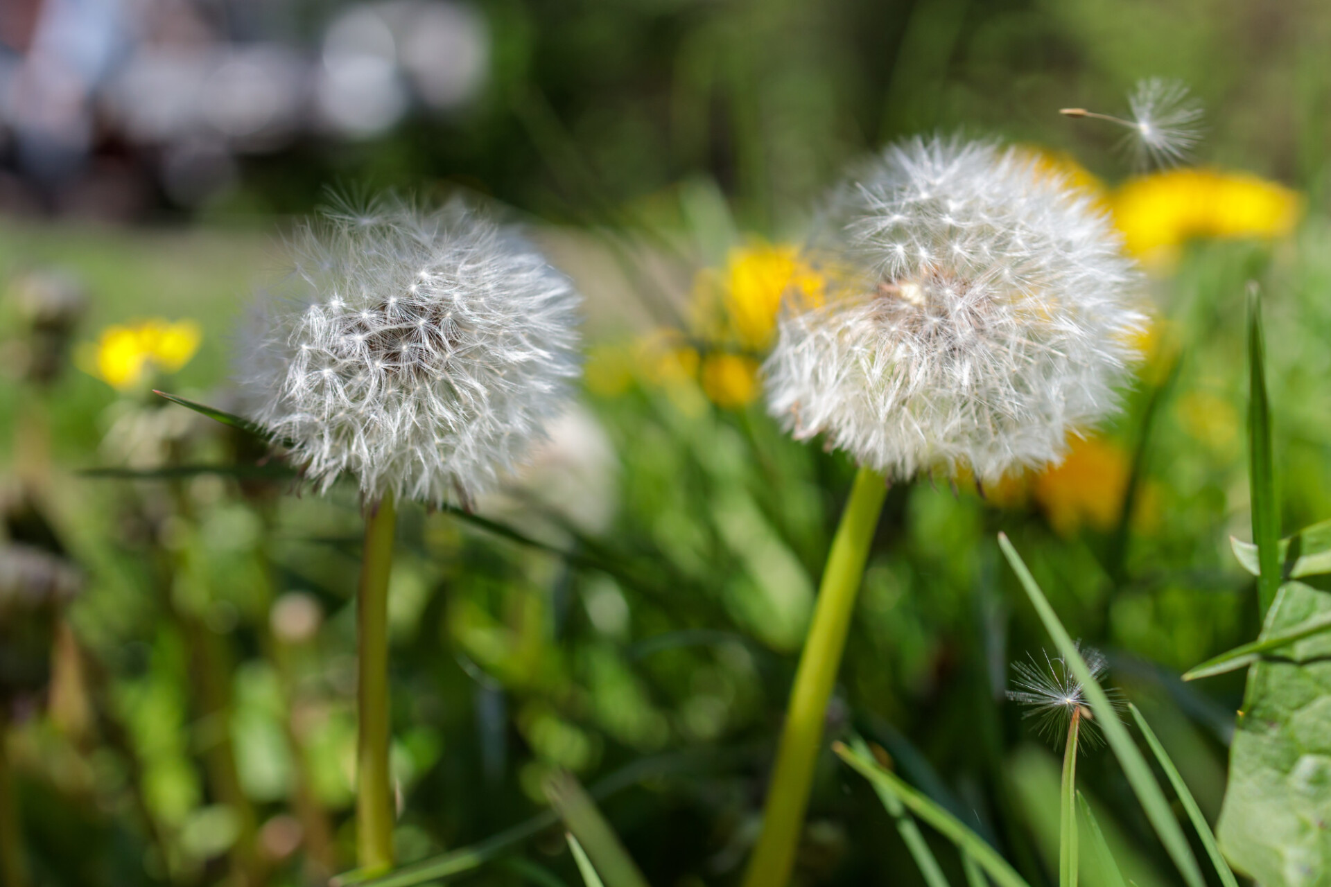 Two dandelions in the wind