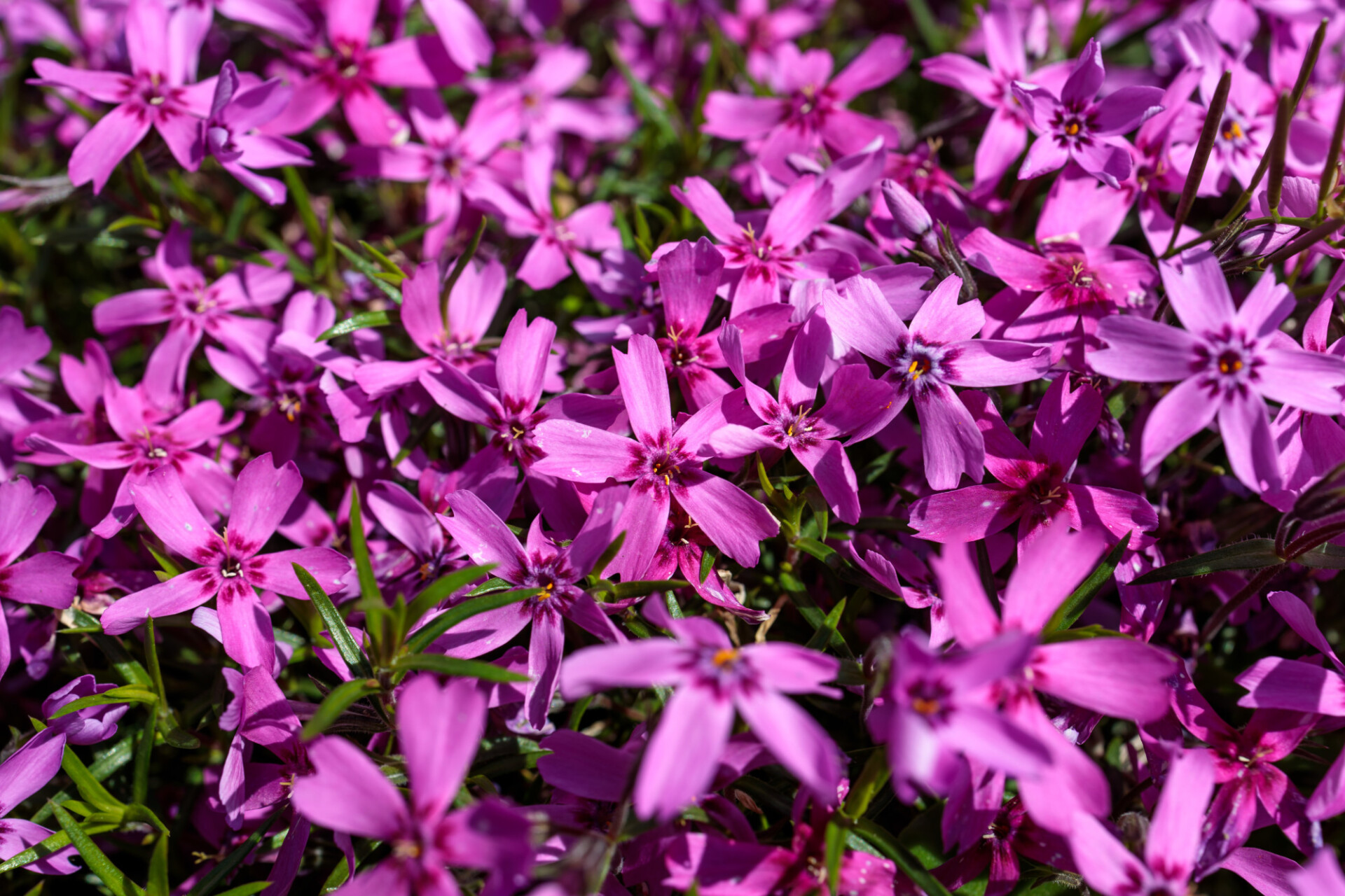 Purple phlox paniculata