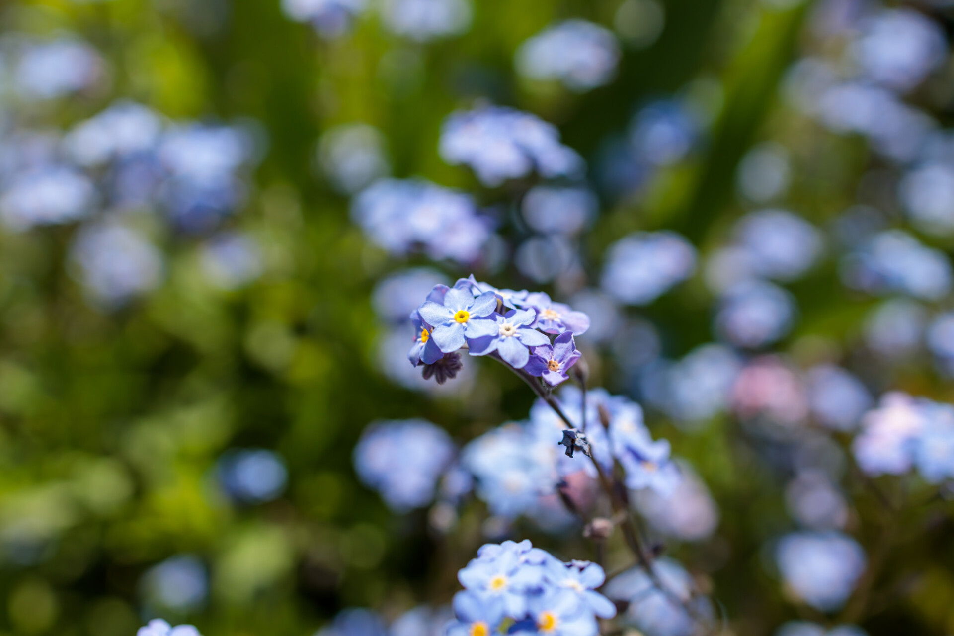 Blooming forget-me-nots