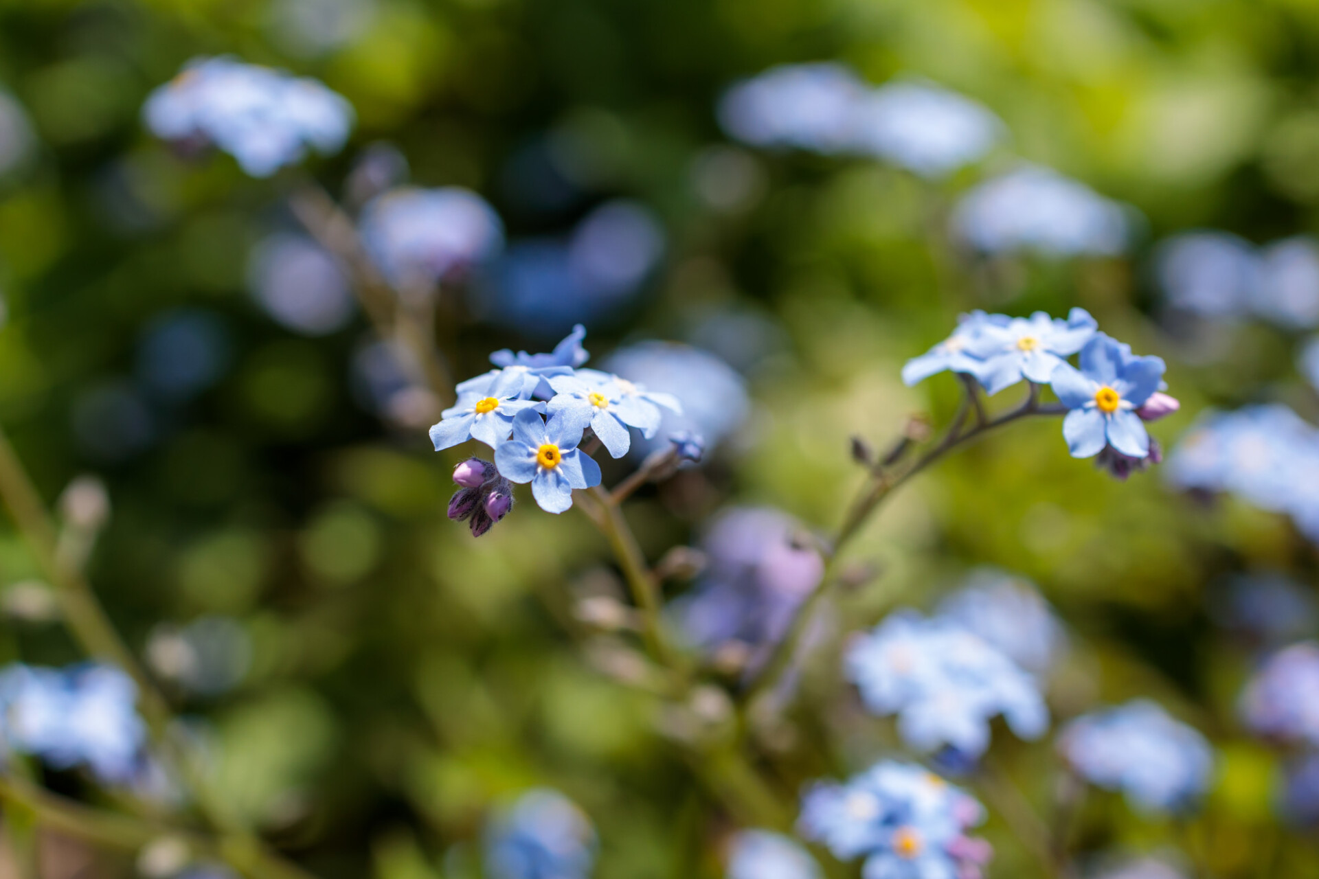 Forget-me-nots - myosotis sylvatica, arvensis or scorpion grasses