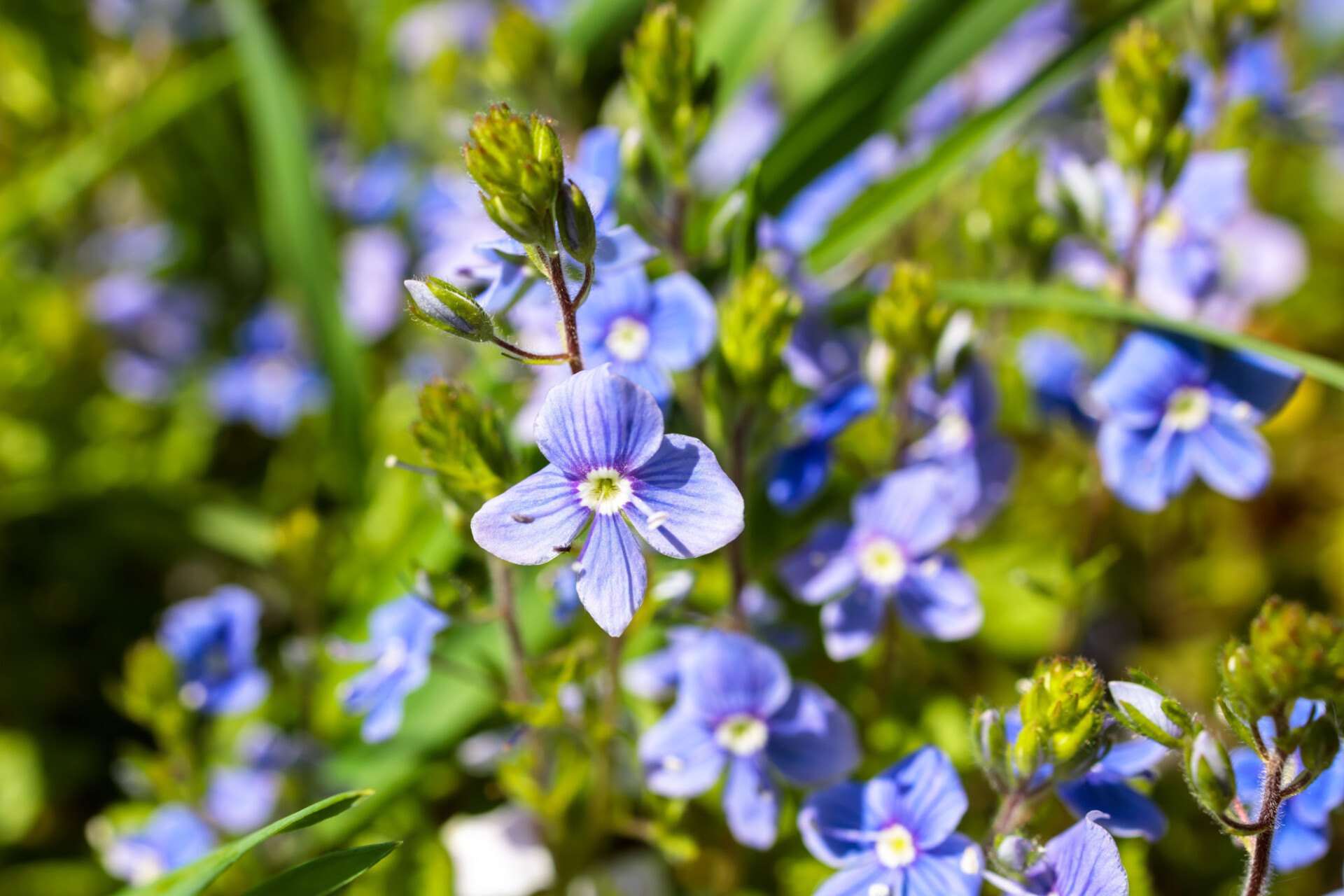 Blue forget-me-nots in the garden in May