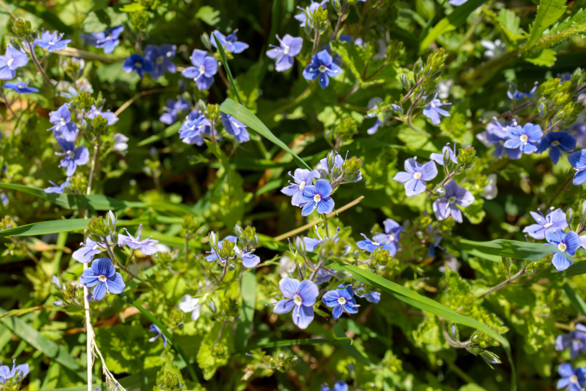 Blue forget-me-nots in the garden