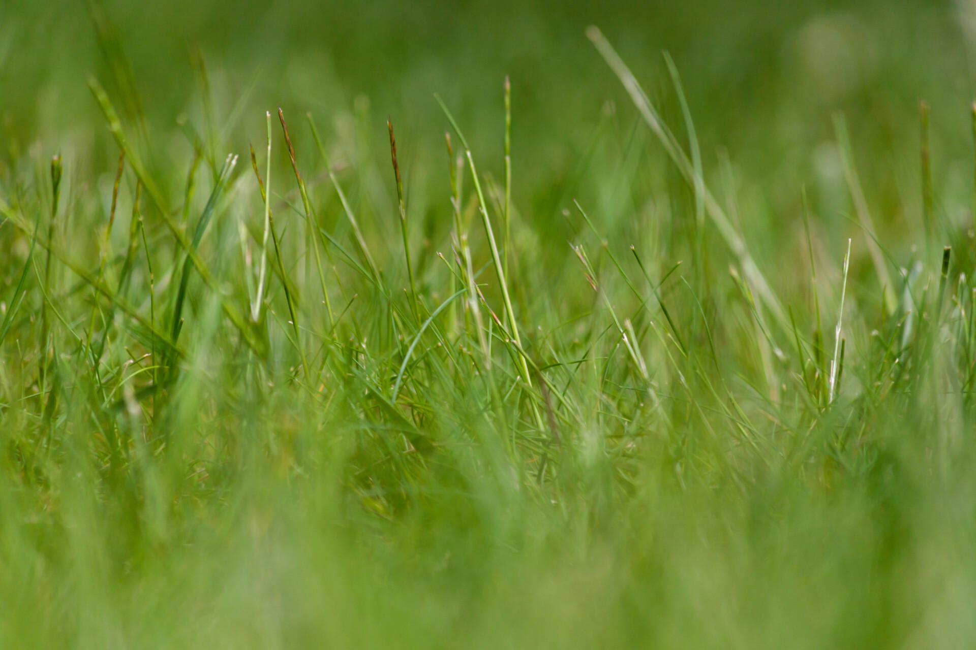 Green Meadow Background