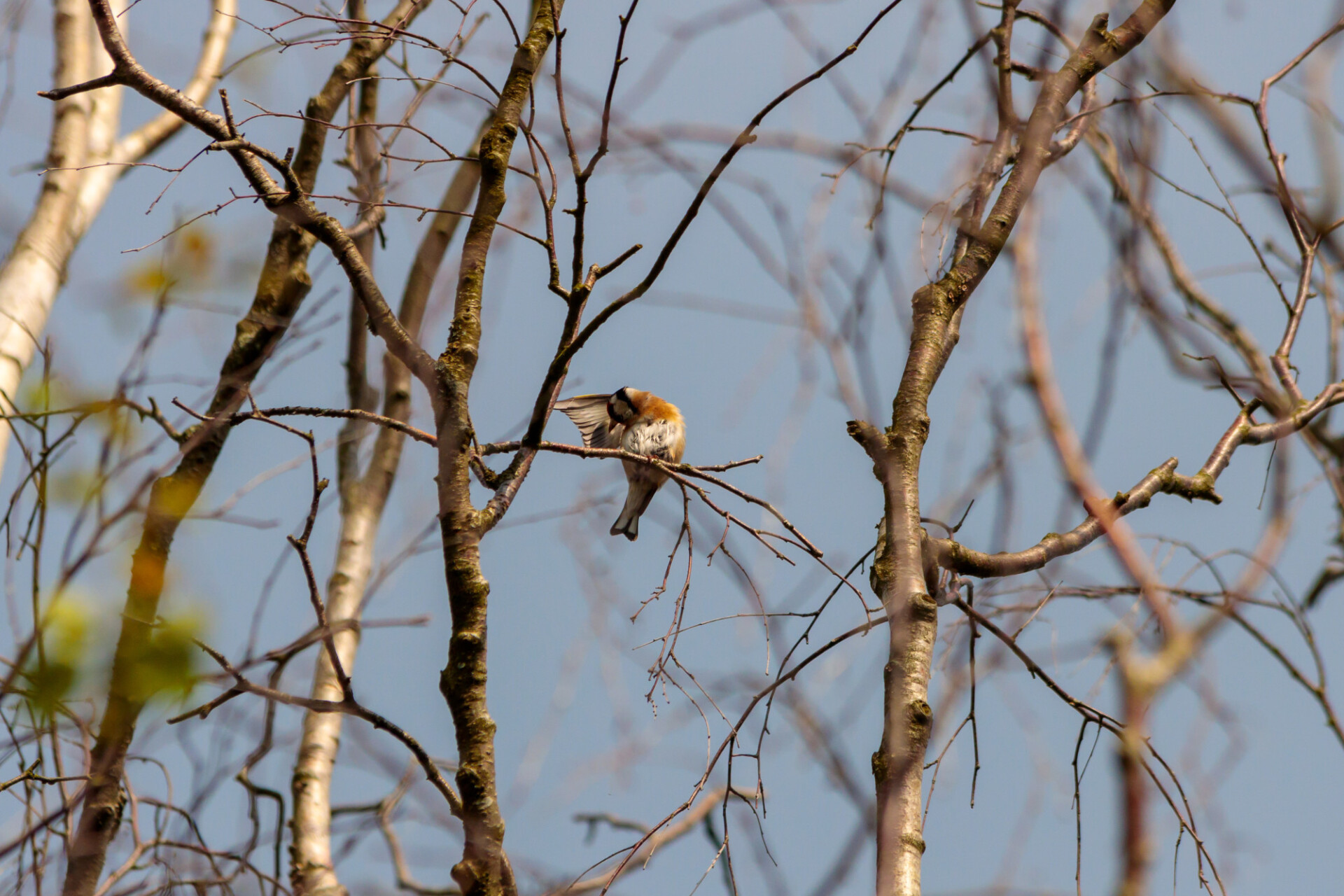 Goldfinch on a branch