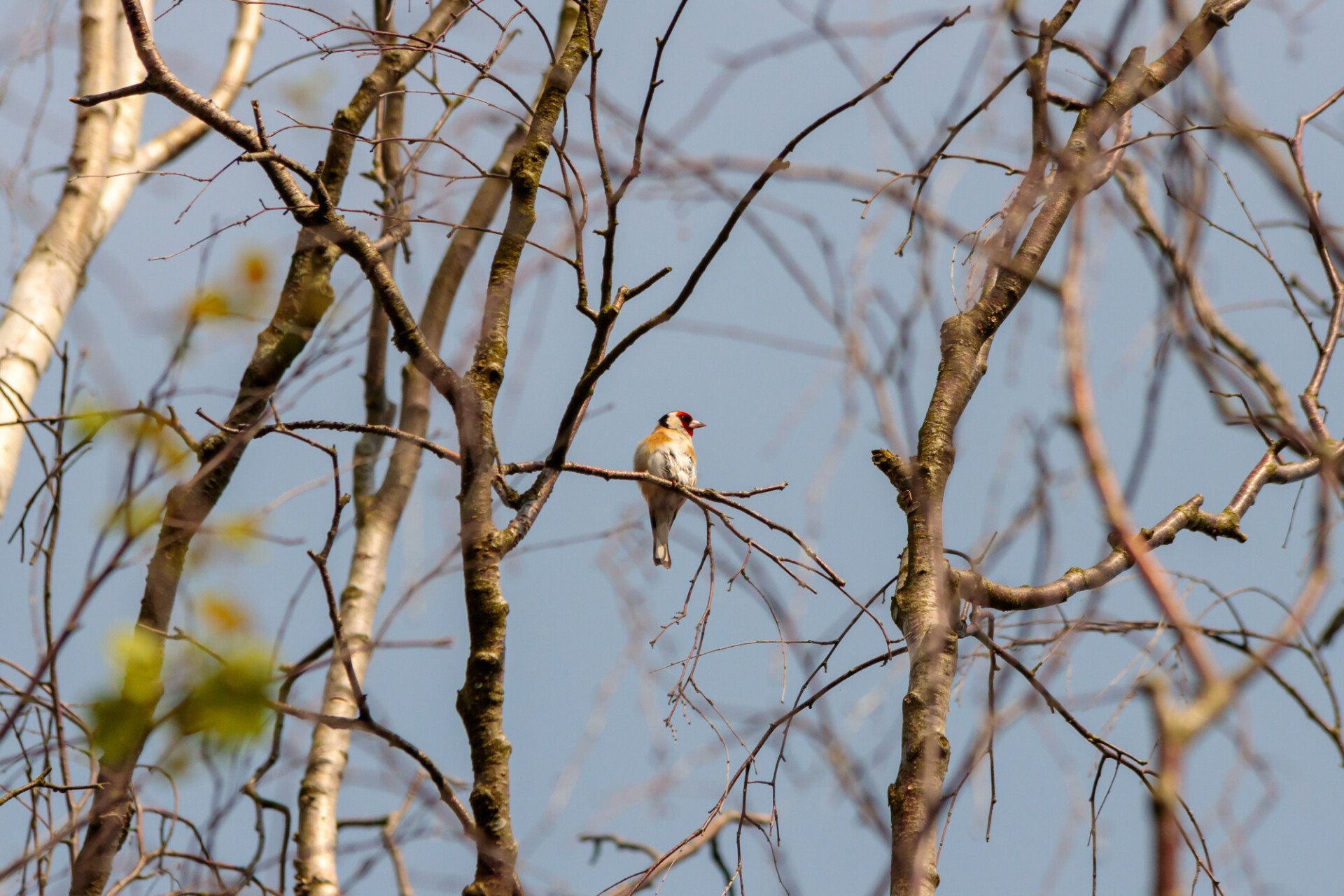 Goldfinch on a tree