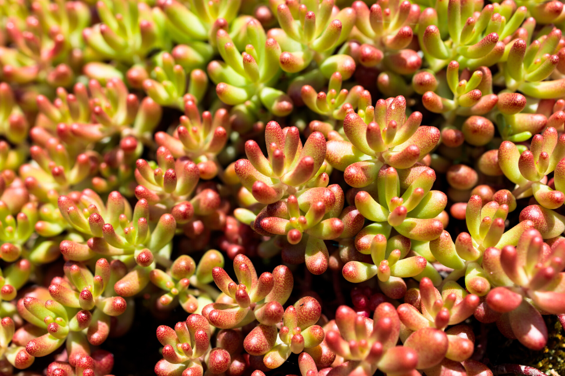 Sedum spathulifolium full frame image