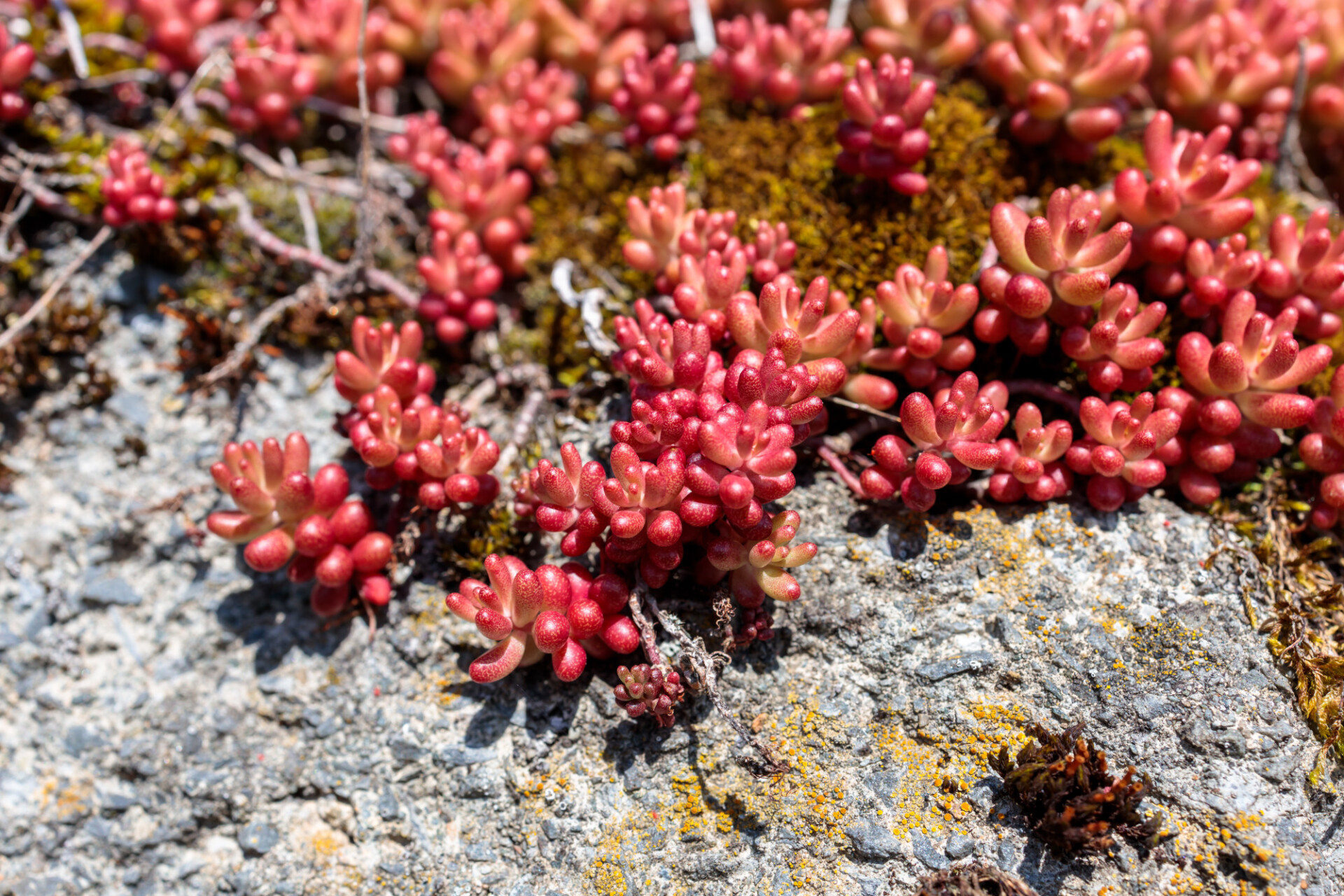 Red Sedum Spathulifolium